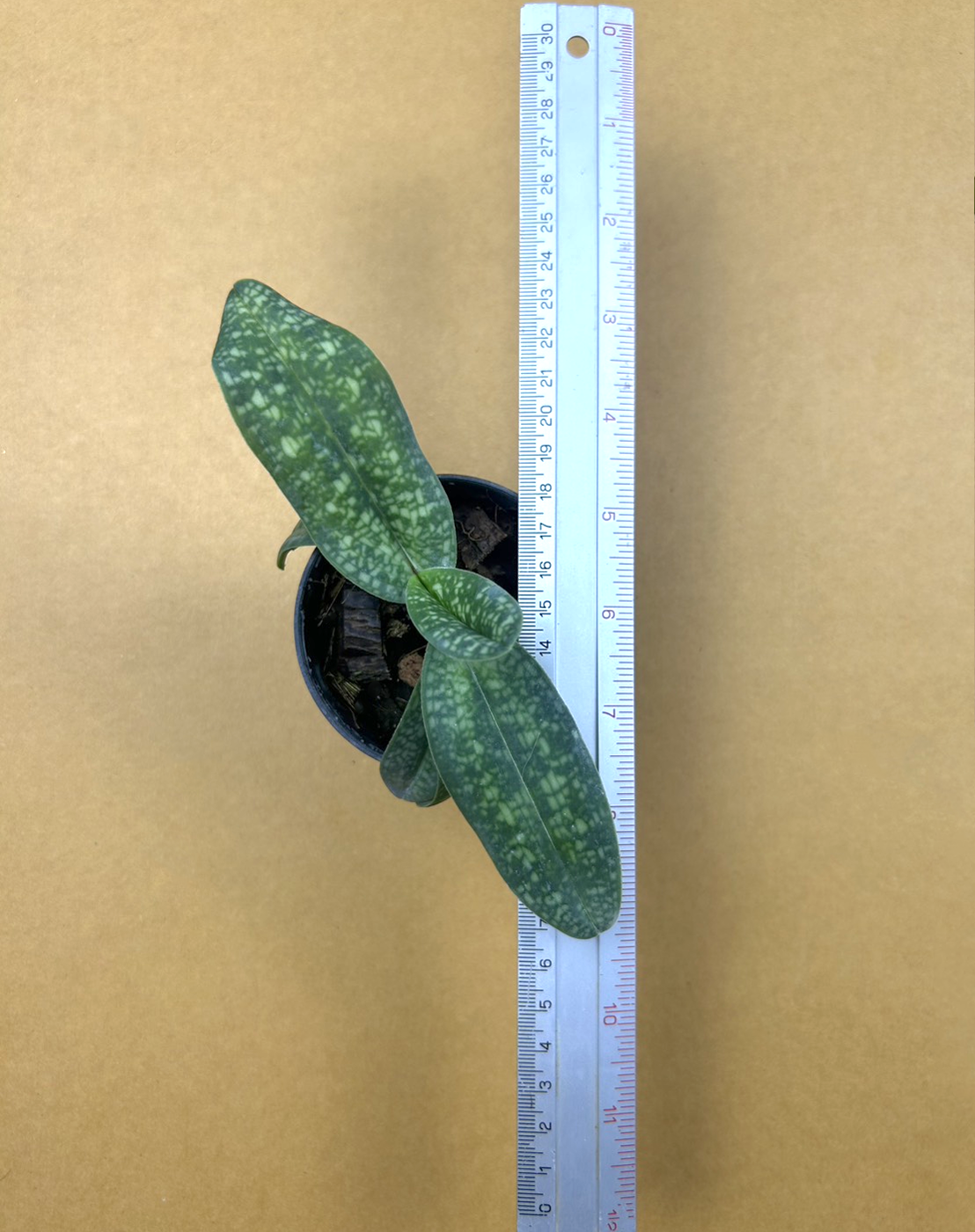 12 Paph. delenatii forma alba.png