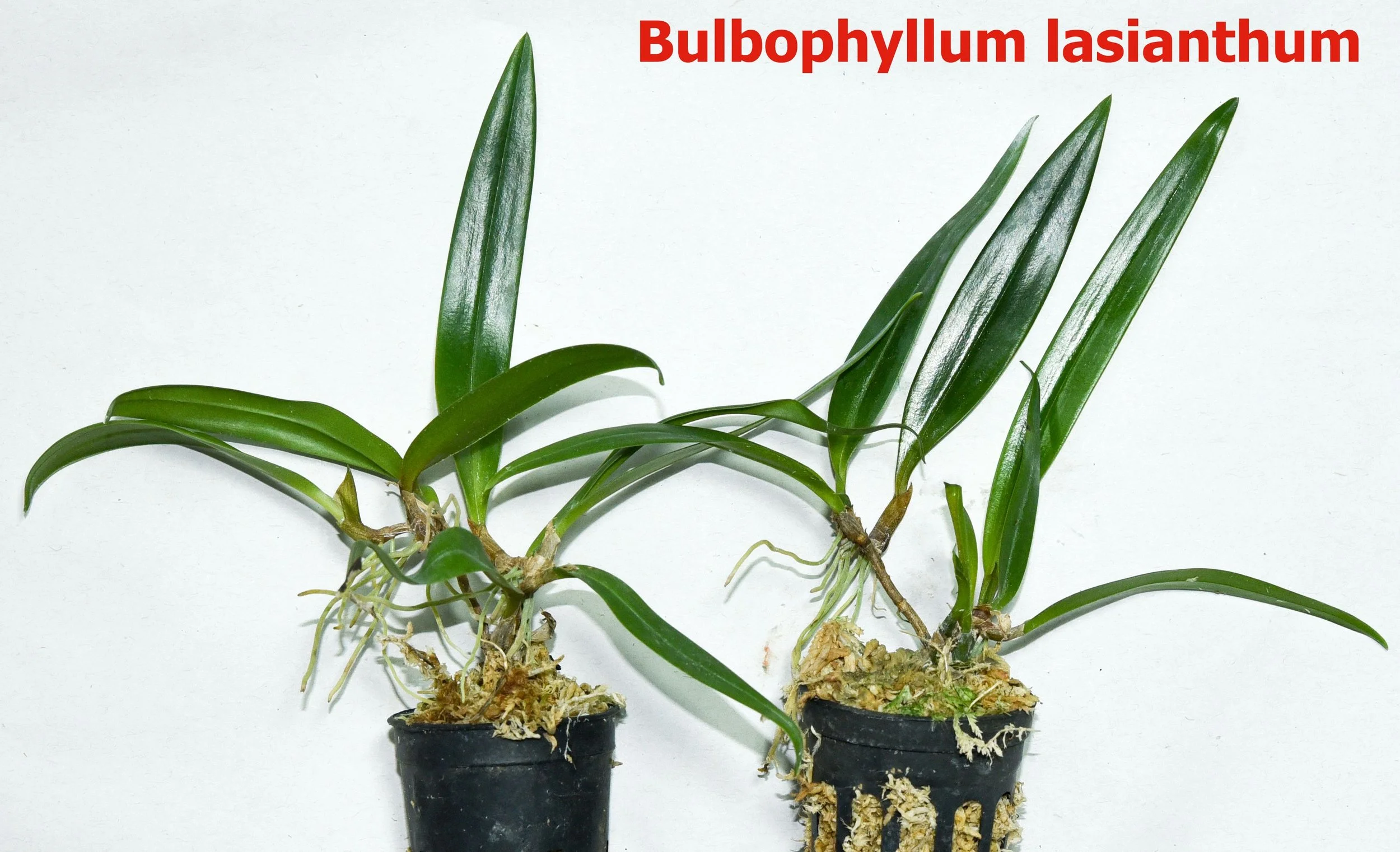Bulbophyllum lasianthum.jpg