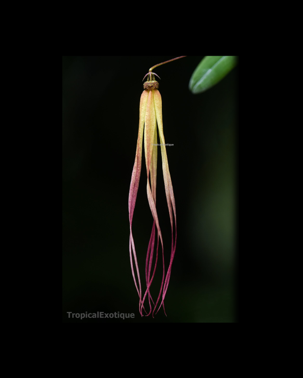 Bulbophyllum thiurum x Bulbophyllum treschii
