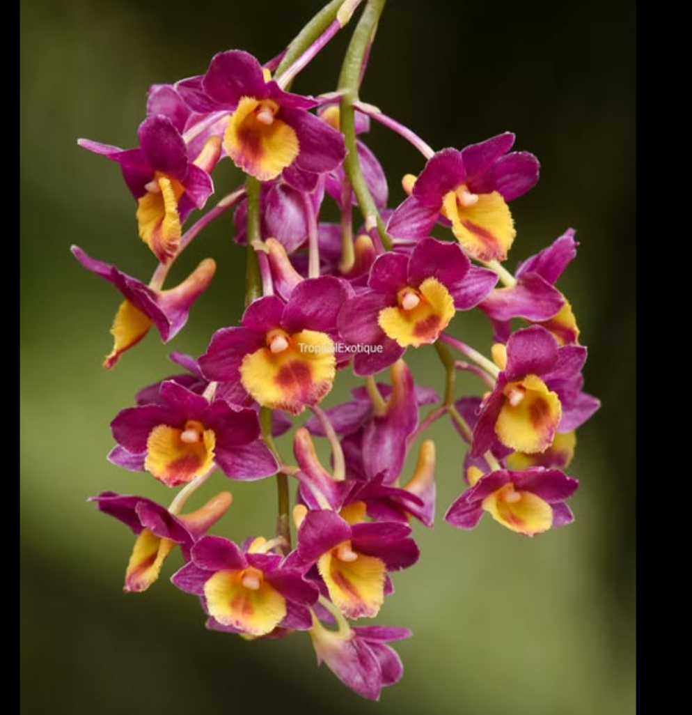 Dendrobium%2BThyrsicrimson.png