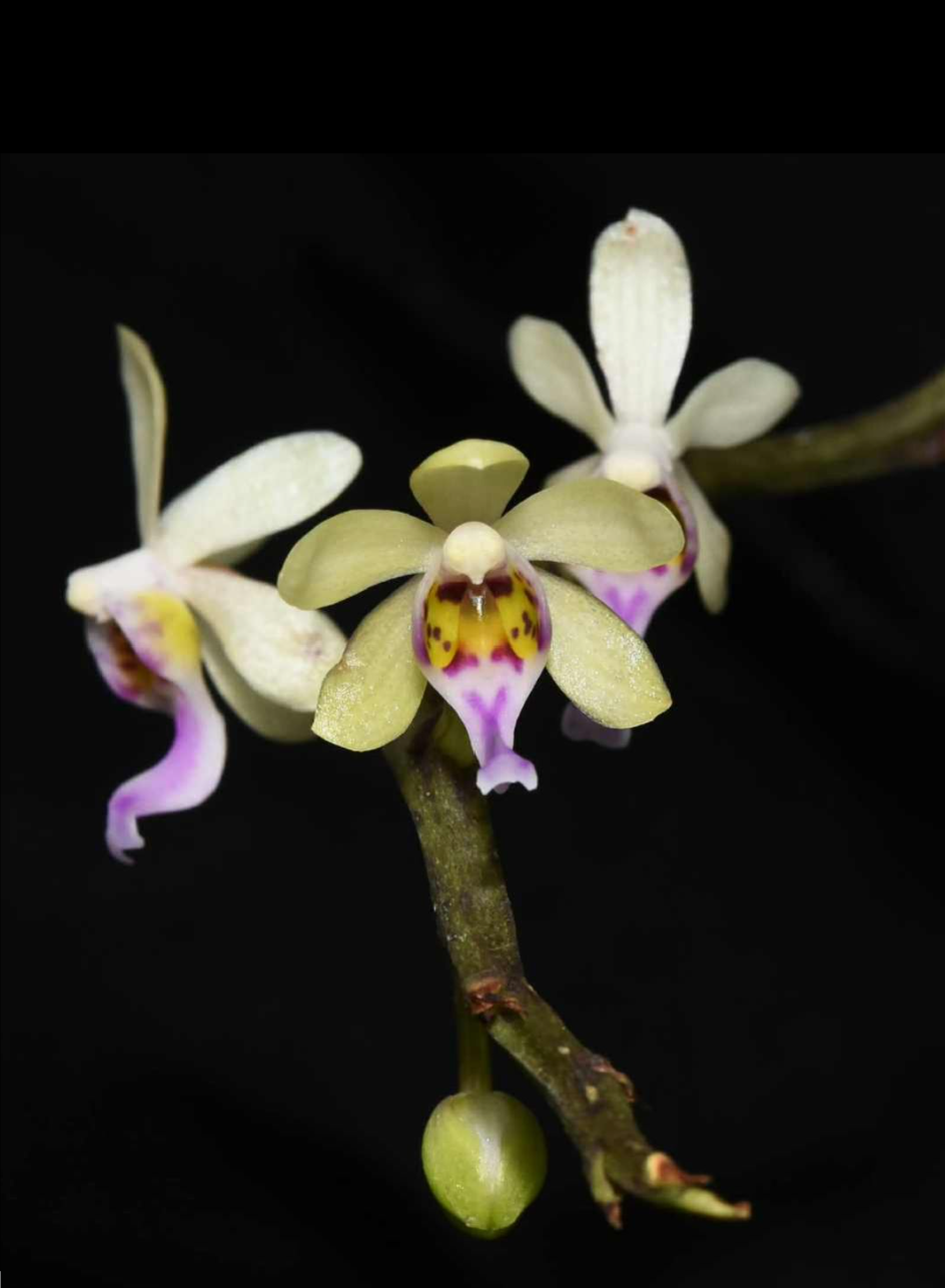 Diploprora truncata.png