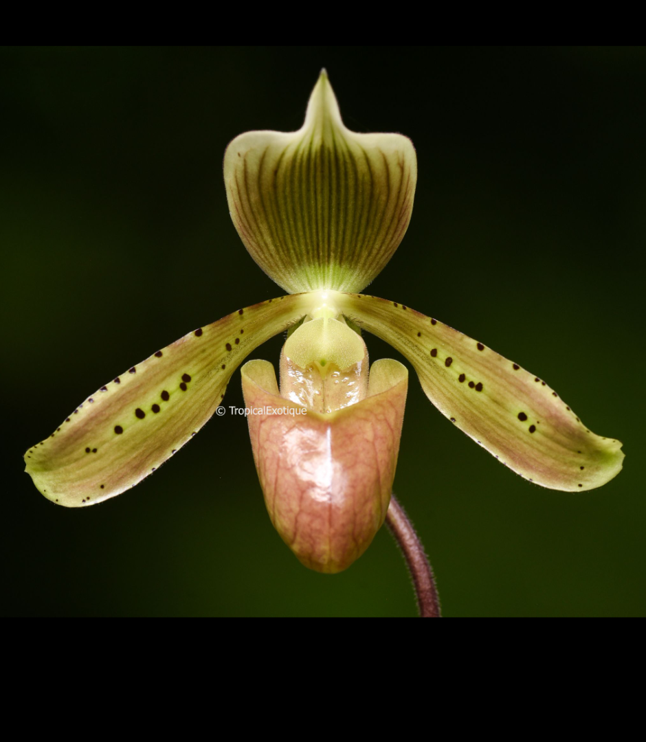 Paphiopedilum tonsum.png