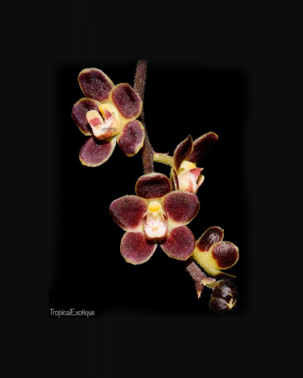 Chiloschista lunifera