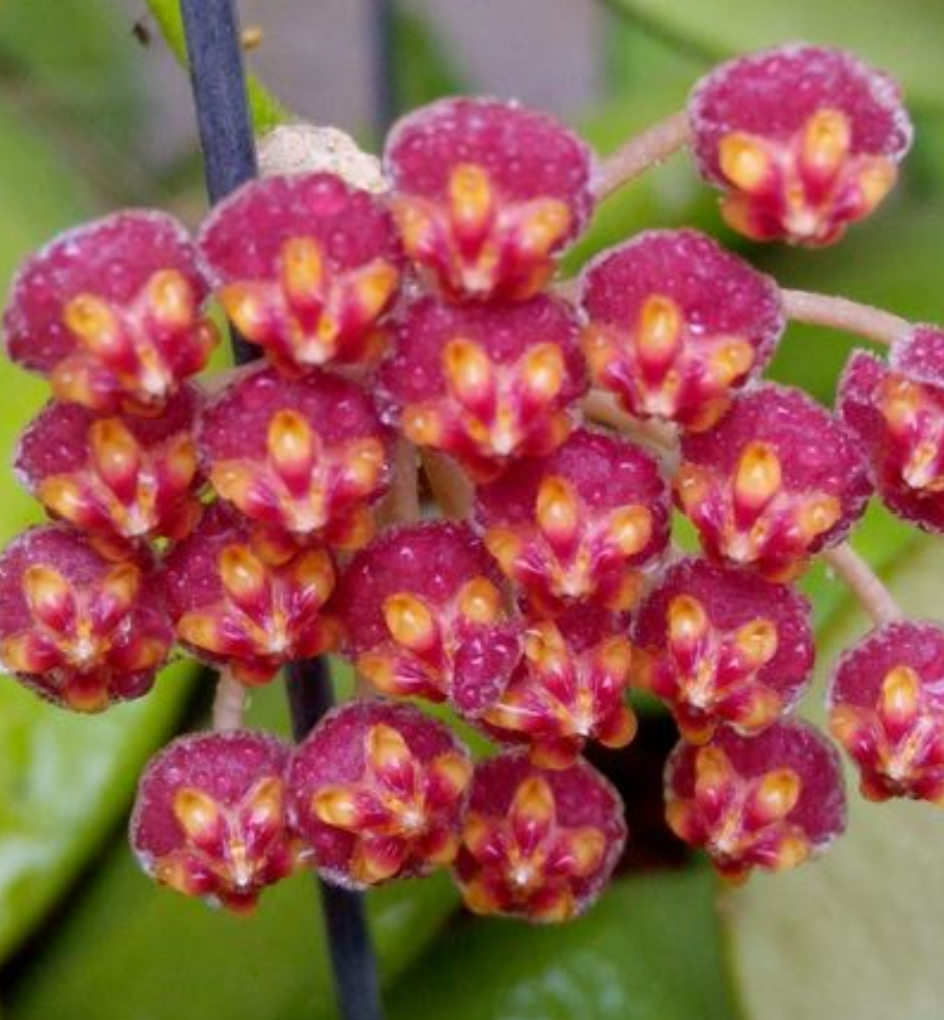Hoya pubifera.png