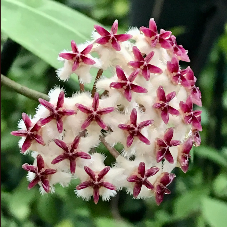 Hoya erythrostemma.png