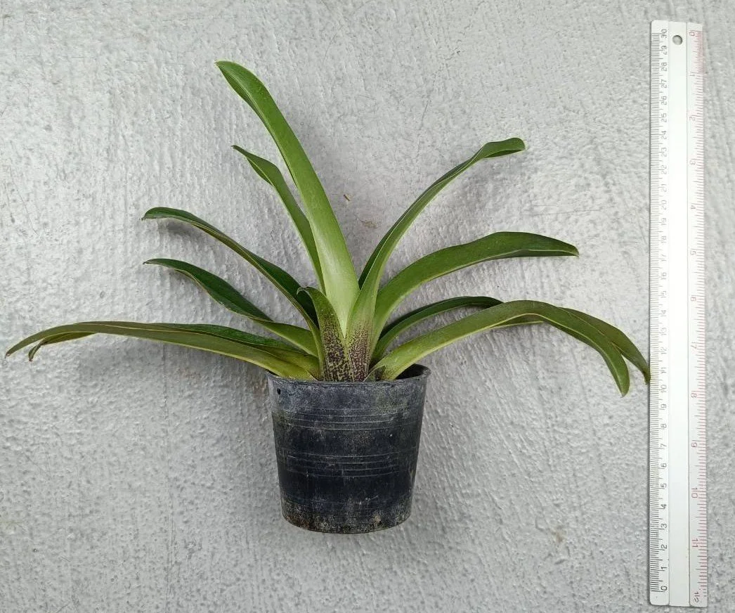 13 Paph. ciliolare.jpg