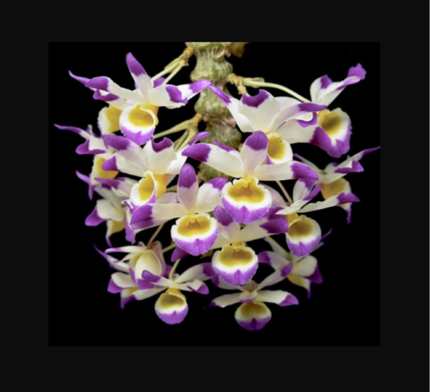 Dendrobium pendulum