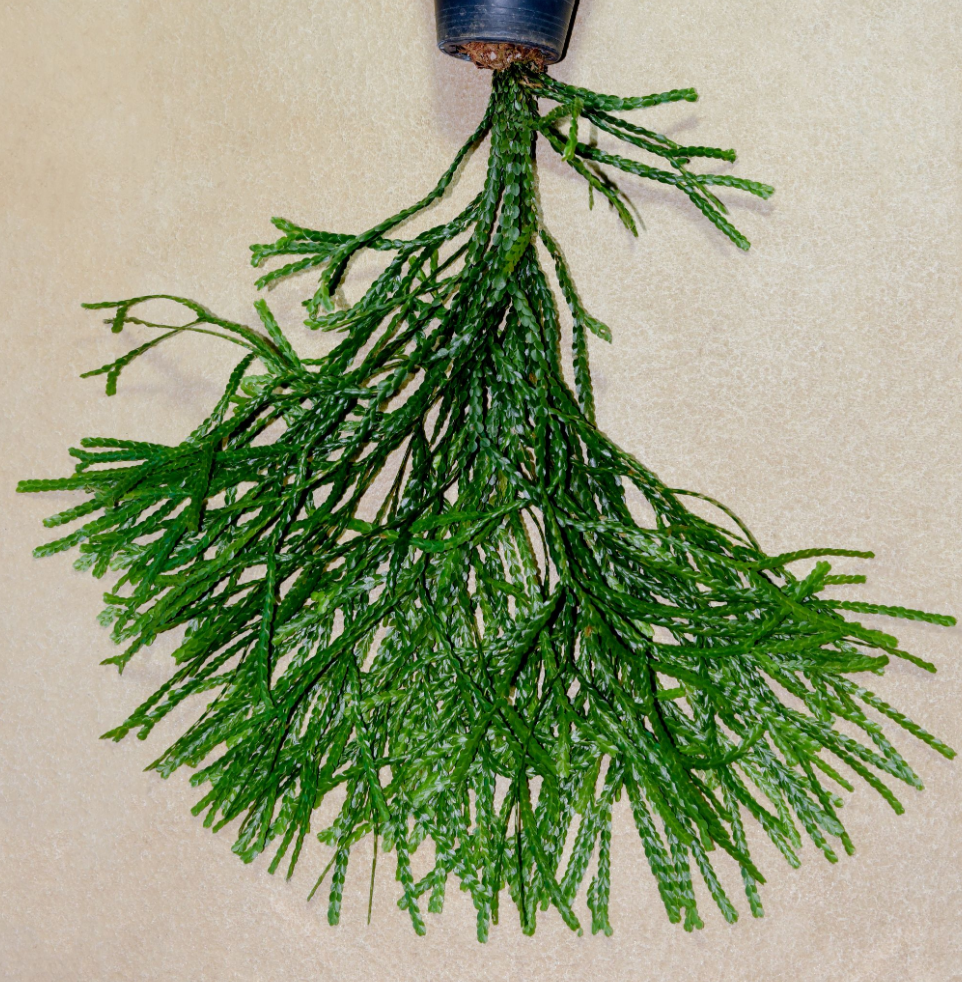 Huperzia nummulariifolia.png (Copy)