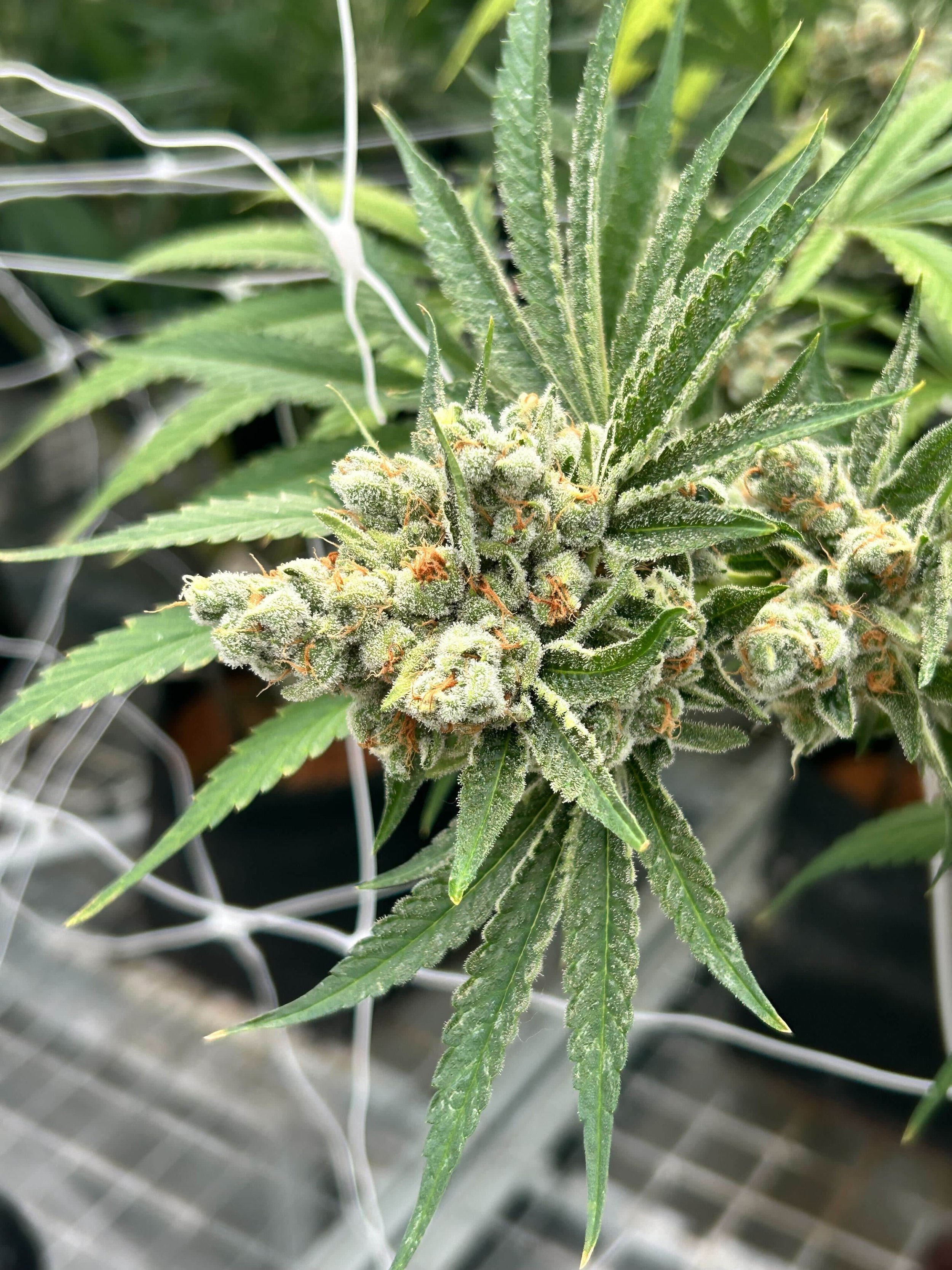 Green flowering Cannabis strain, London Pountmints in the farm