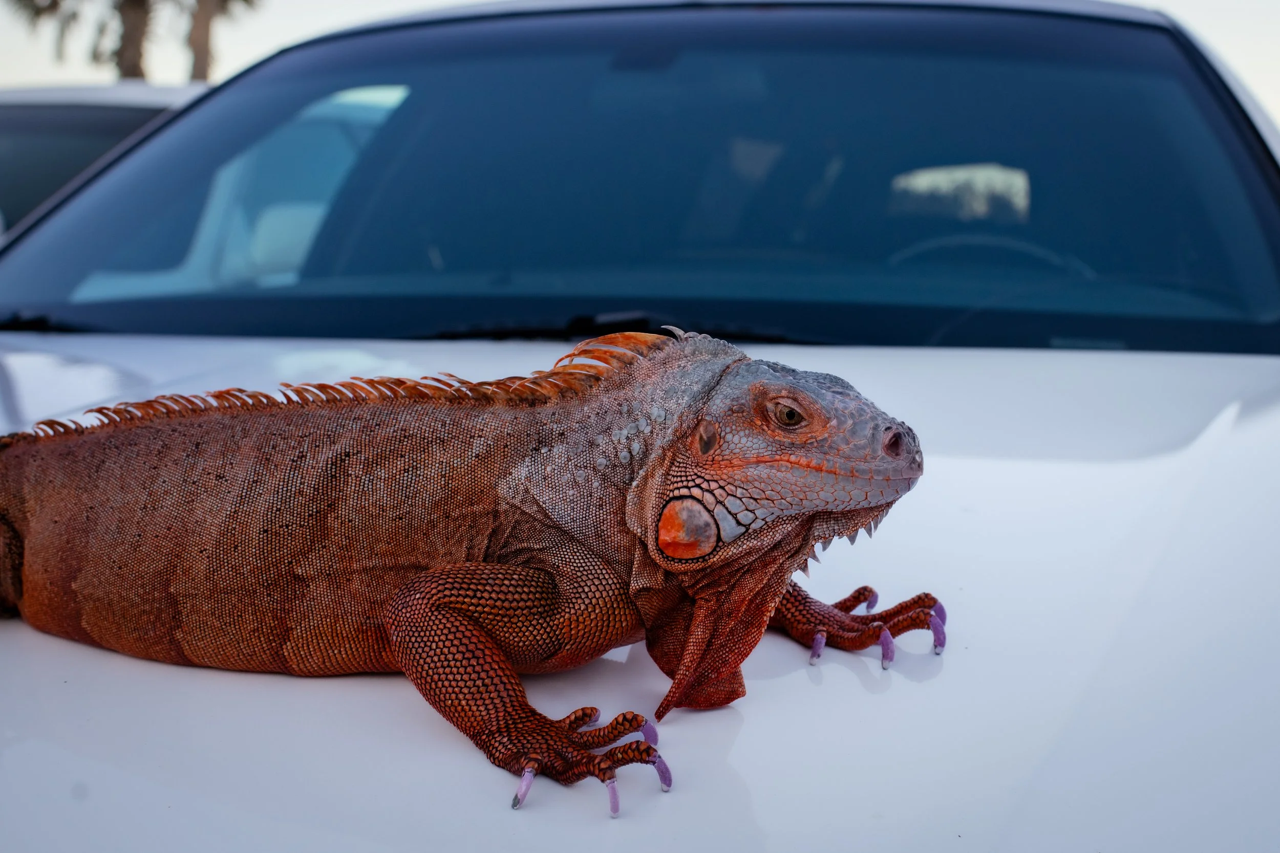 Close-up of an orange and gray tropical iguana resting on the hood of a white car, with a blurred background.