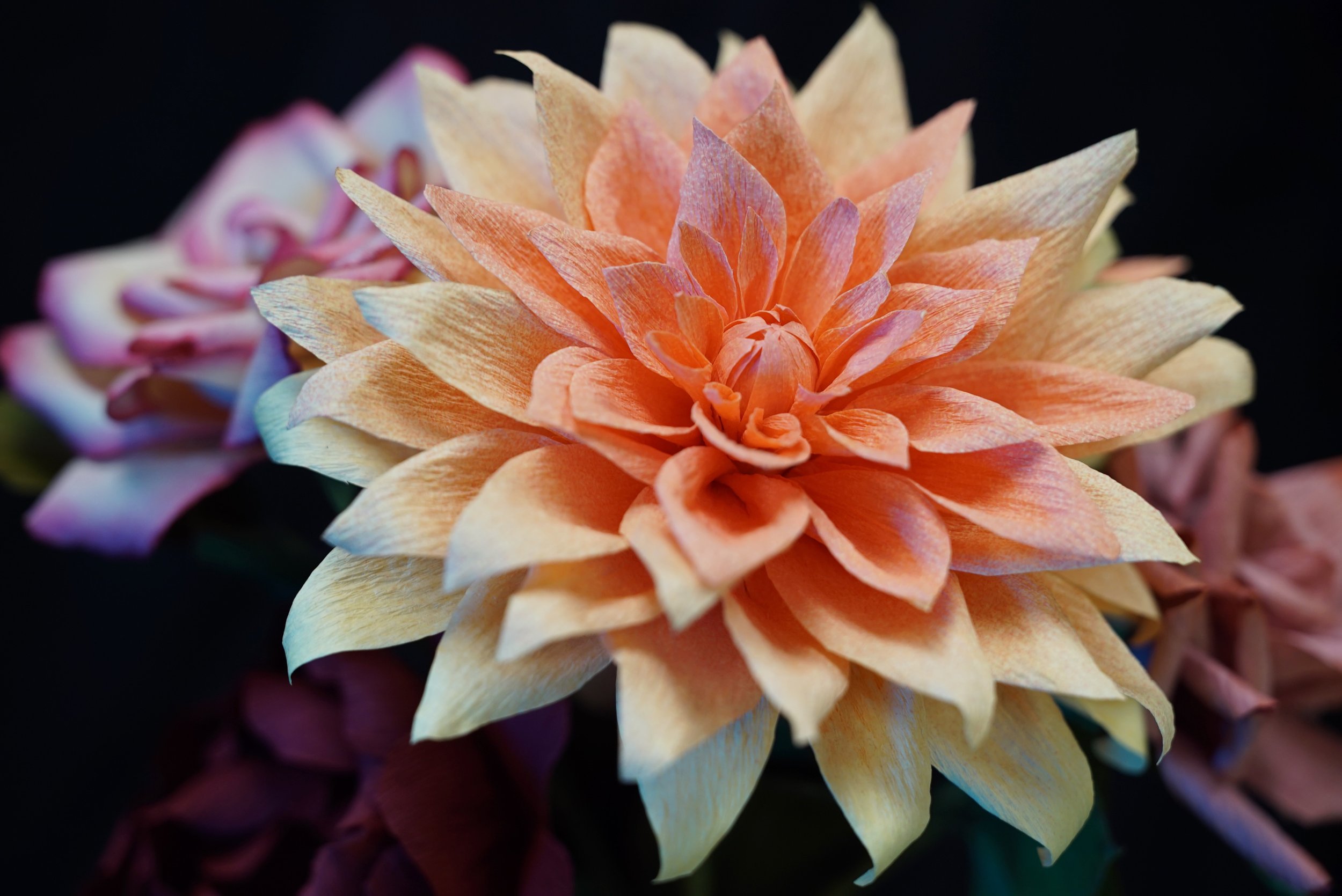 Dahlia