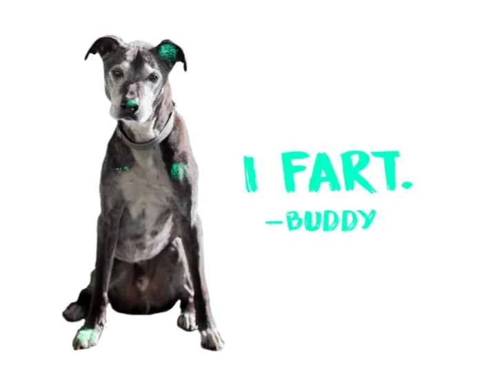 1Buddy.jpg