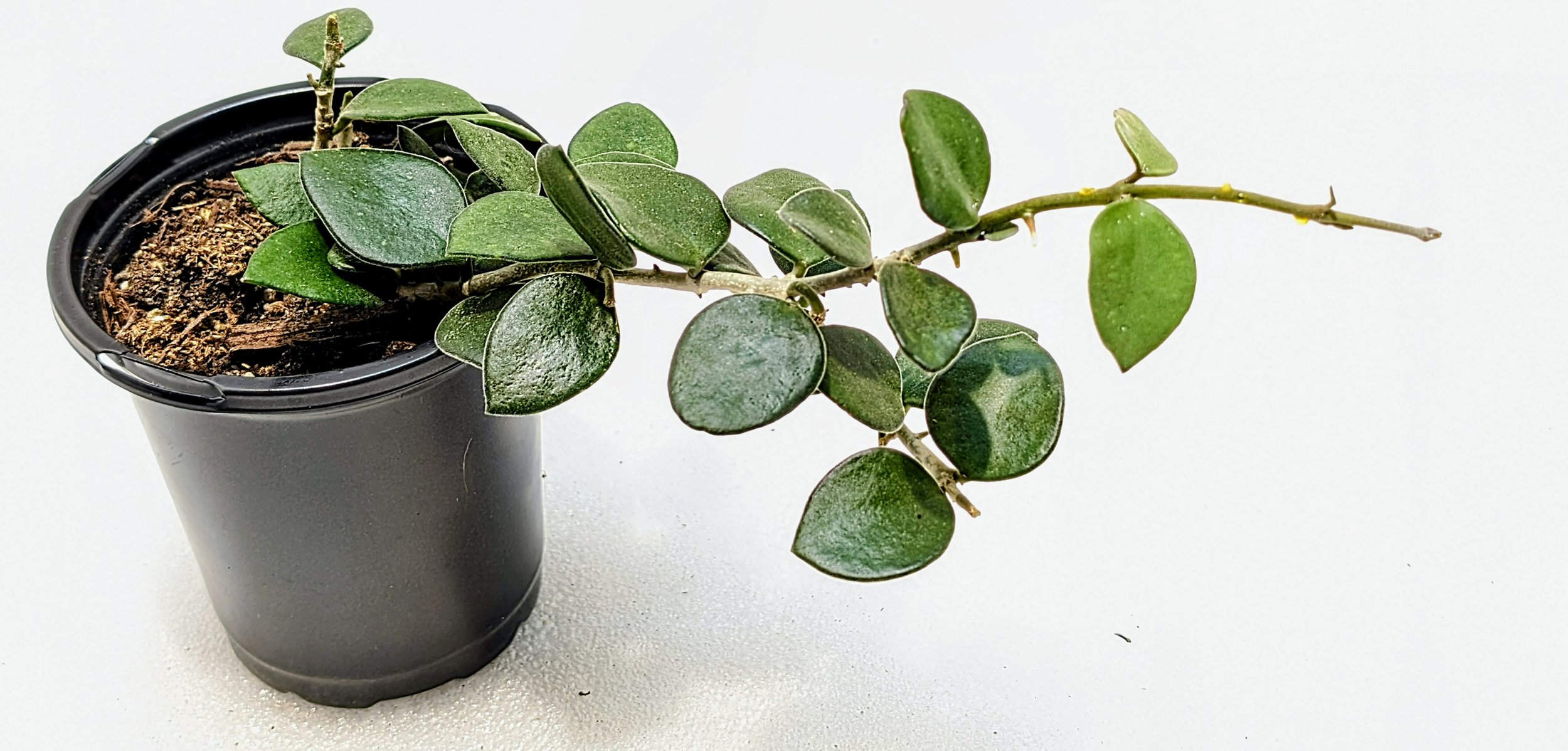 Hoya. Hoya pubera Hoya picta has the smallest flowers. Hoya pubera Hoya picta has velvety, small leaves as they cascade or climb.
