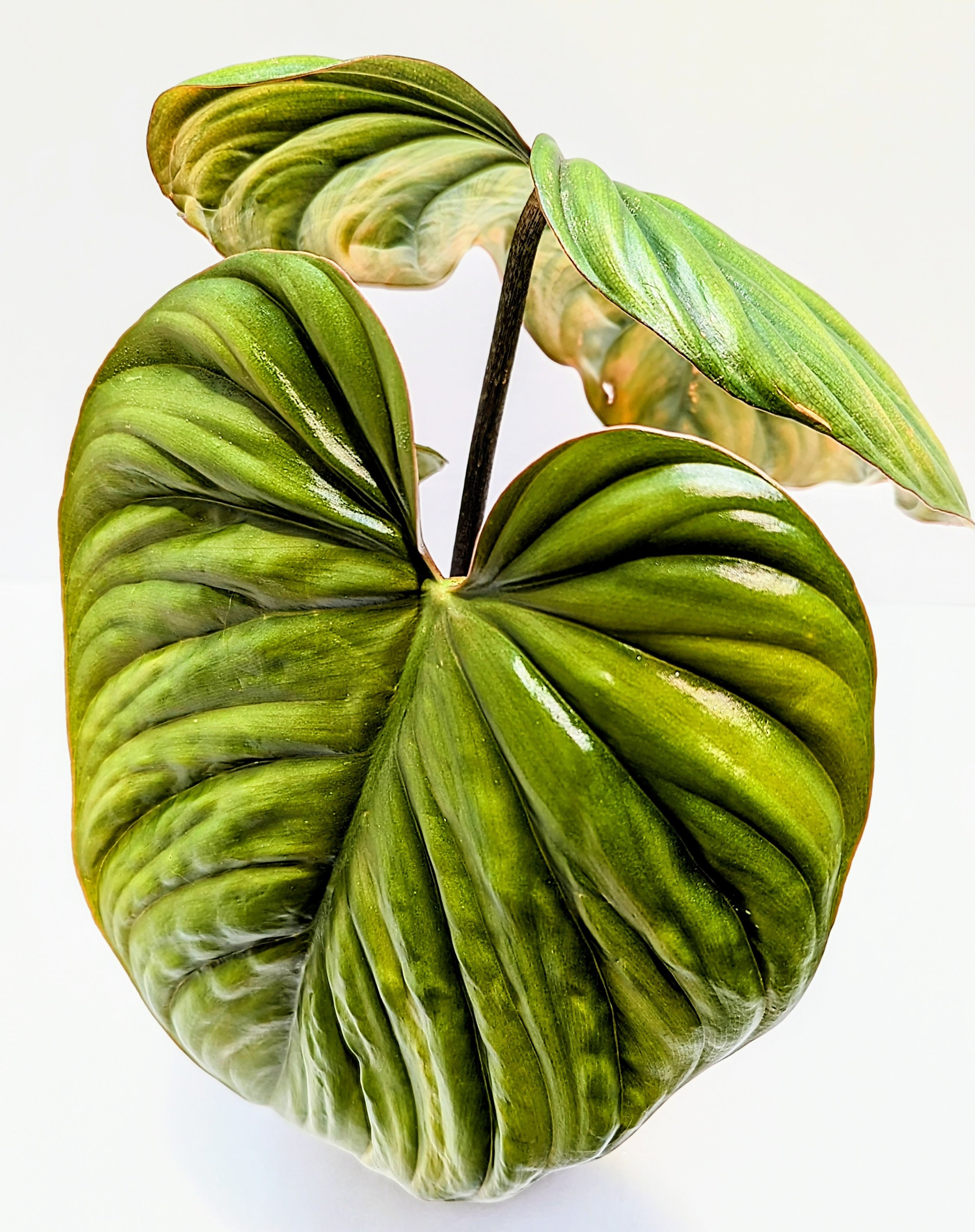 Philodendron sp. 'Colombia' from Colombia where it crawls on the soil surface. Unbelievably tropical, light-green leaves have a quilted texture and a silvery sheen. width.