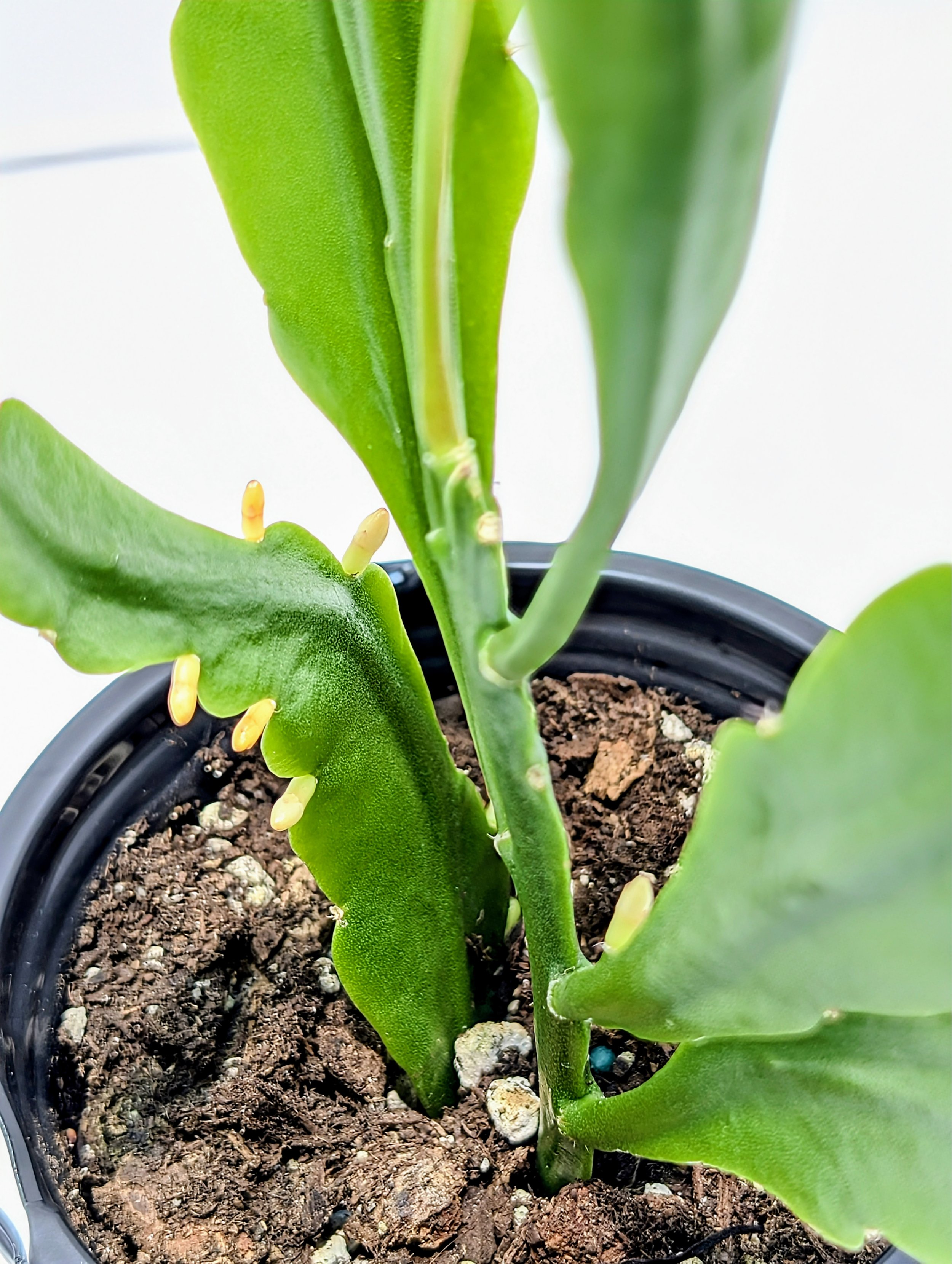 Rhipsalis oblonga is an epiphyte that hails tiny, fuzzy white flowers that appear on the sides of each flattened leaf segment. This is an excellent choice for low-light situations.