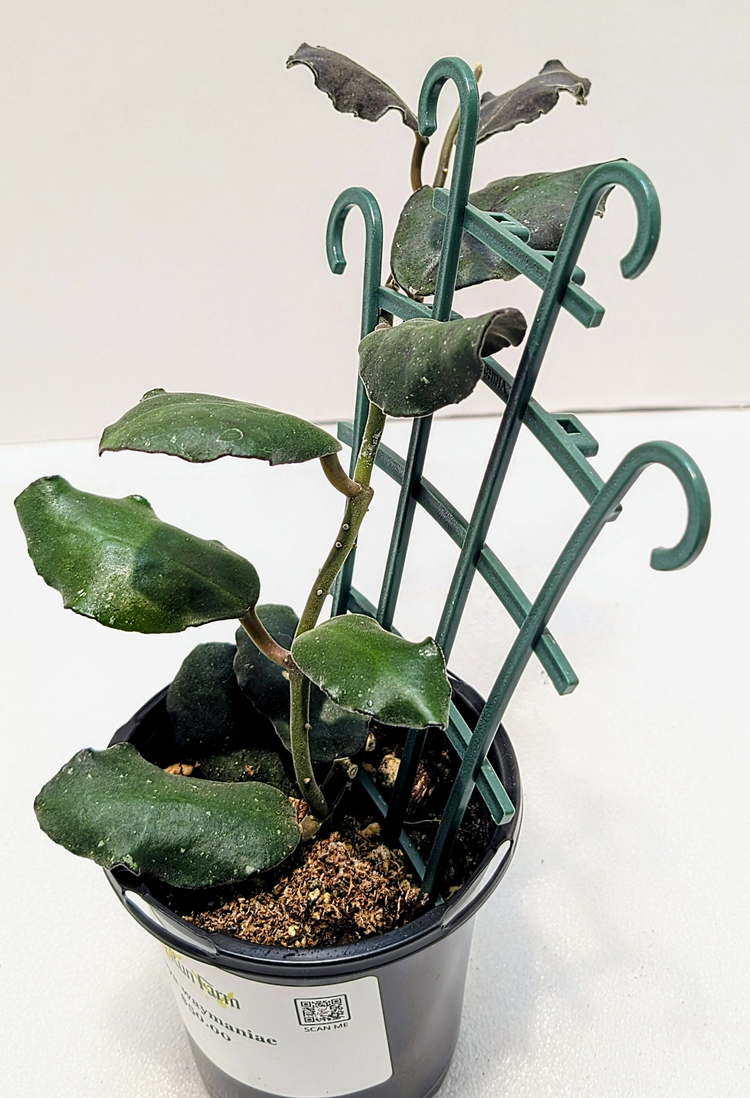 Hoya waymaniae has Thick, wavy leaves take on a reddish hue under bright light. A medium rate grower, Hoya waymaniae matures in 2 to 3 years