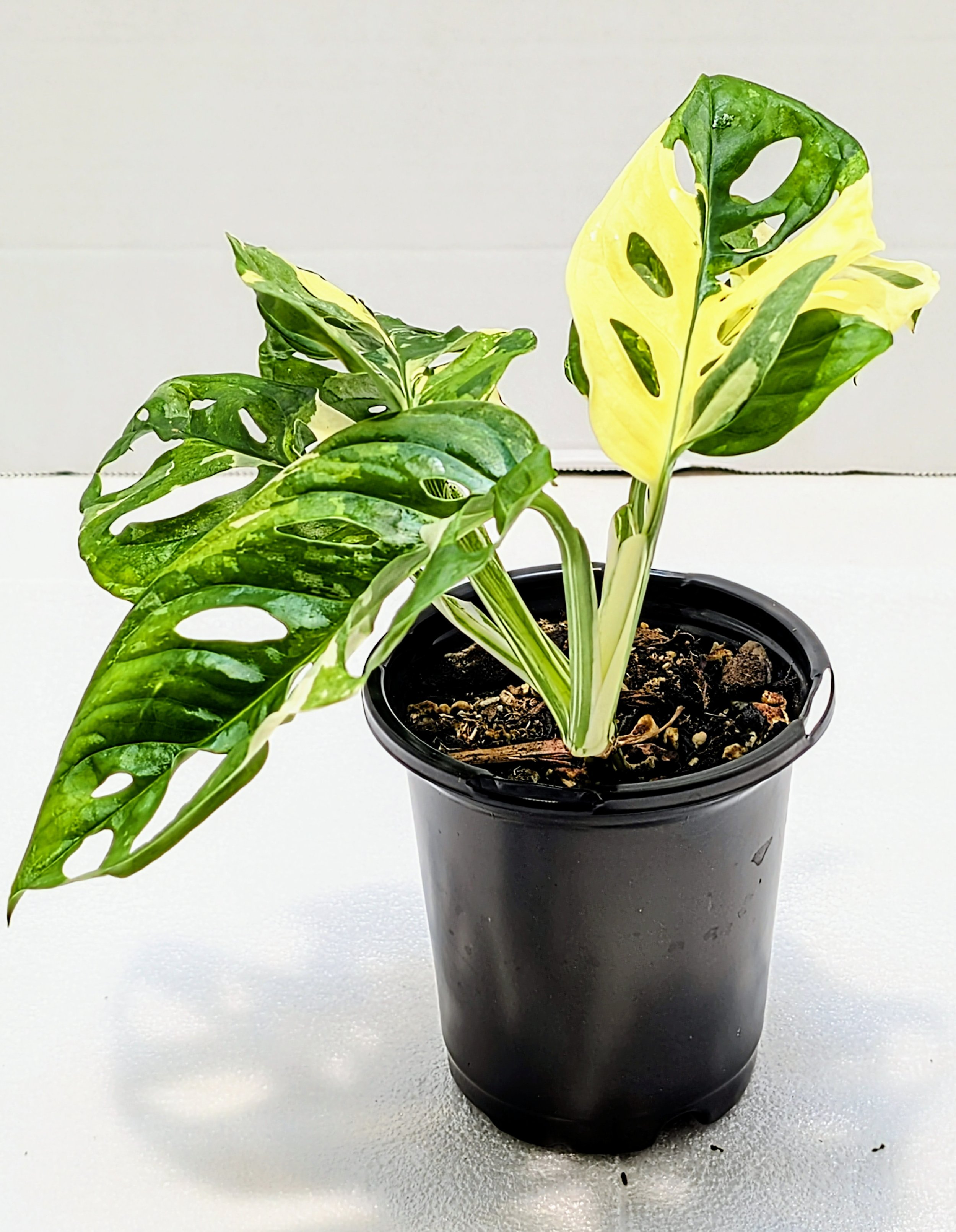 Monstera adansonii Albo Variegata Tricolor Archipelago has amazing variegation. White, yellow, and cream adorn the leaves of this rare Monstera. Fast growing.