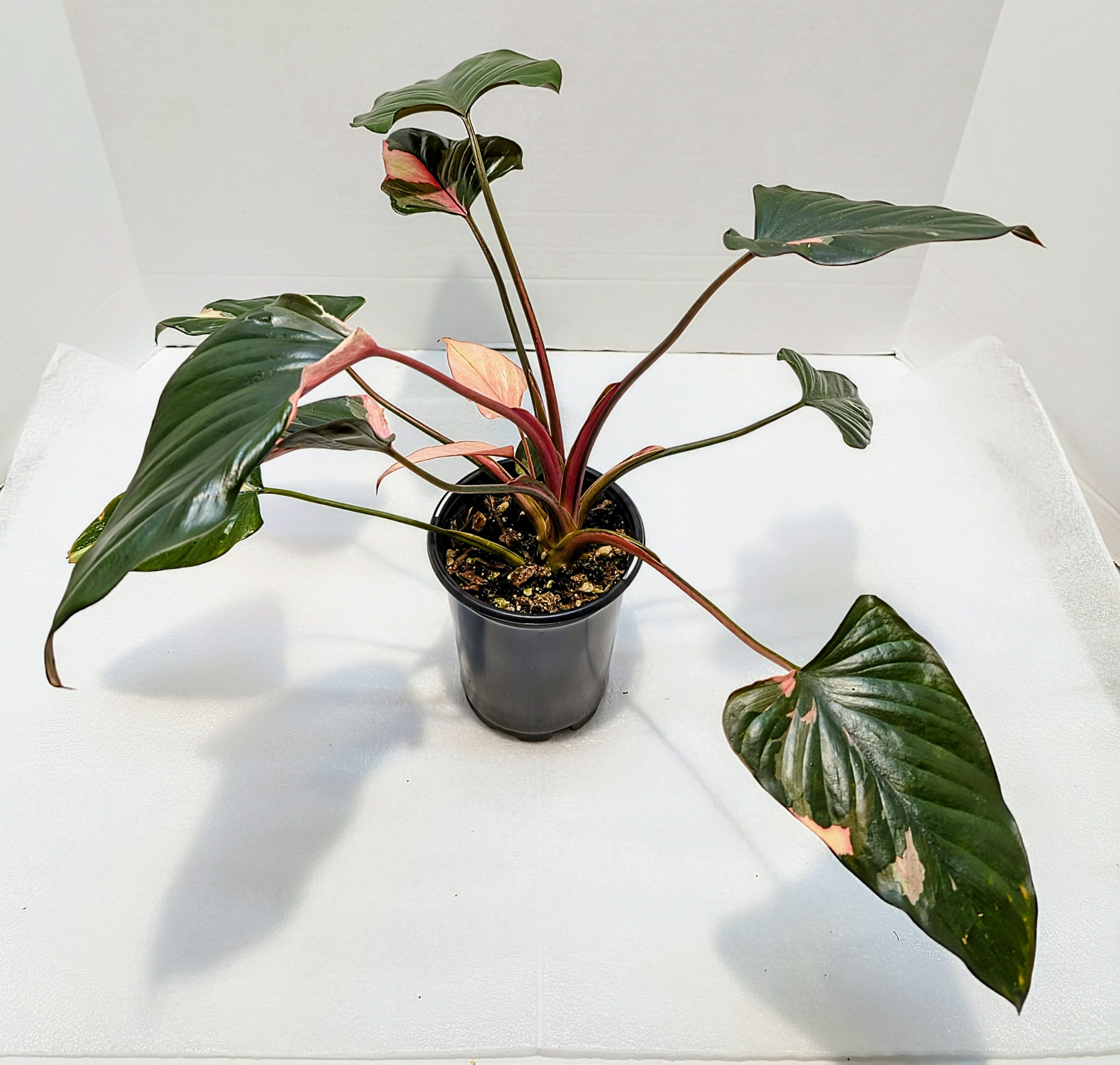 Homalomena Pink Diamond is easy to care for, similar to an Alocasia—Grown for its attractive leaves, unfurl in mesmerizing pink, green, and white patterns.