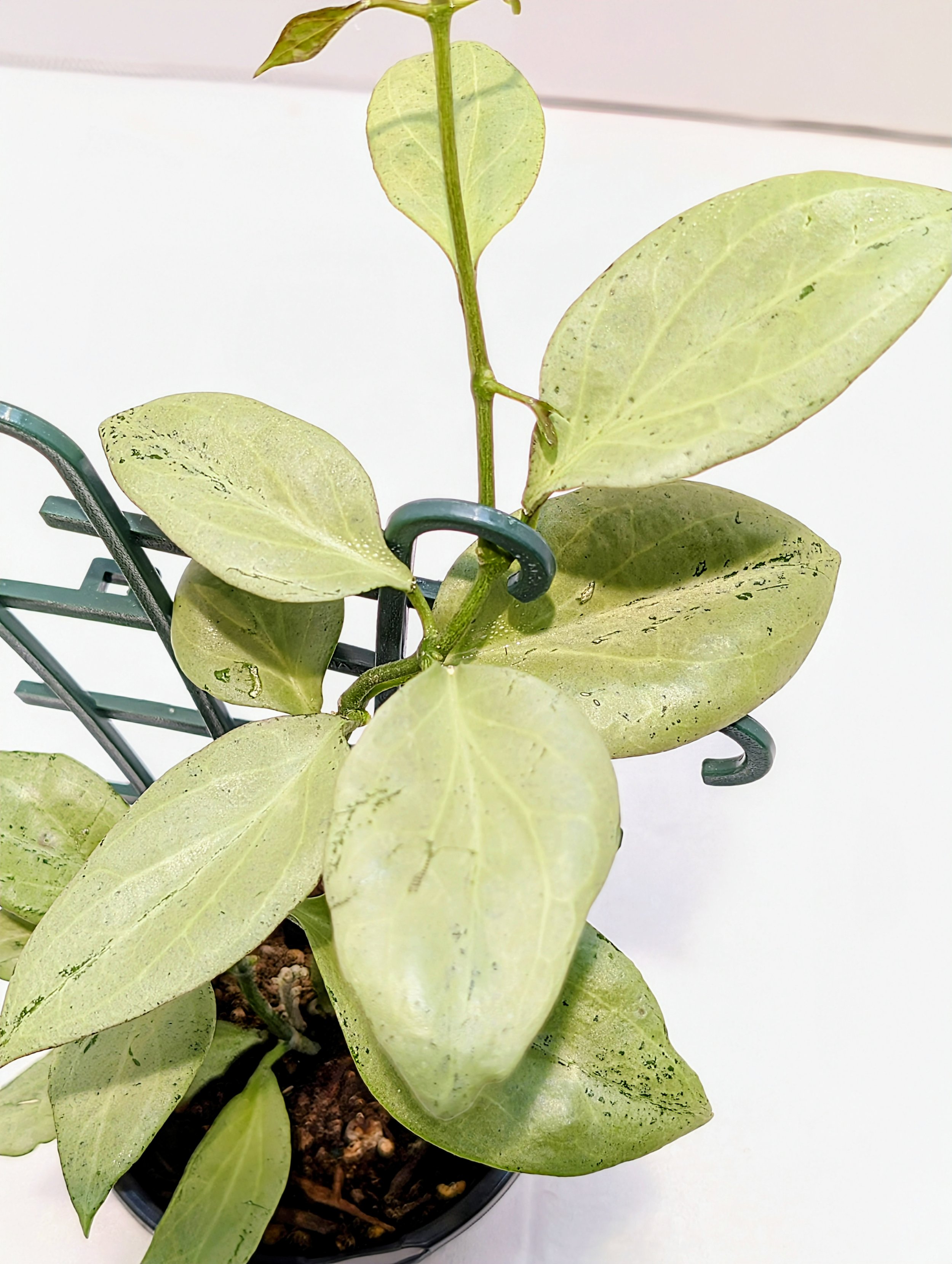 Hoya nicholsoniae ’New Guinea Ghost' (Wax Plant)- 4" round pot