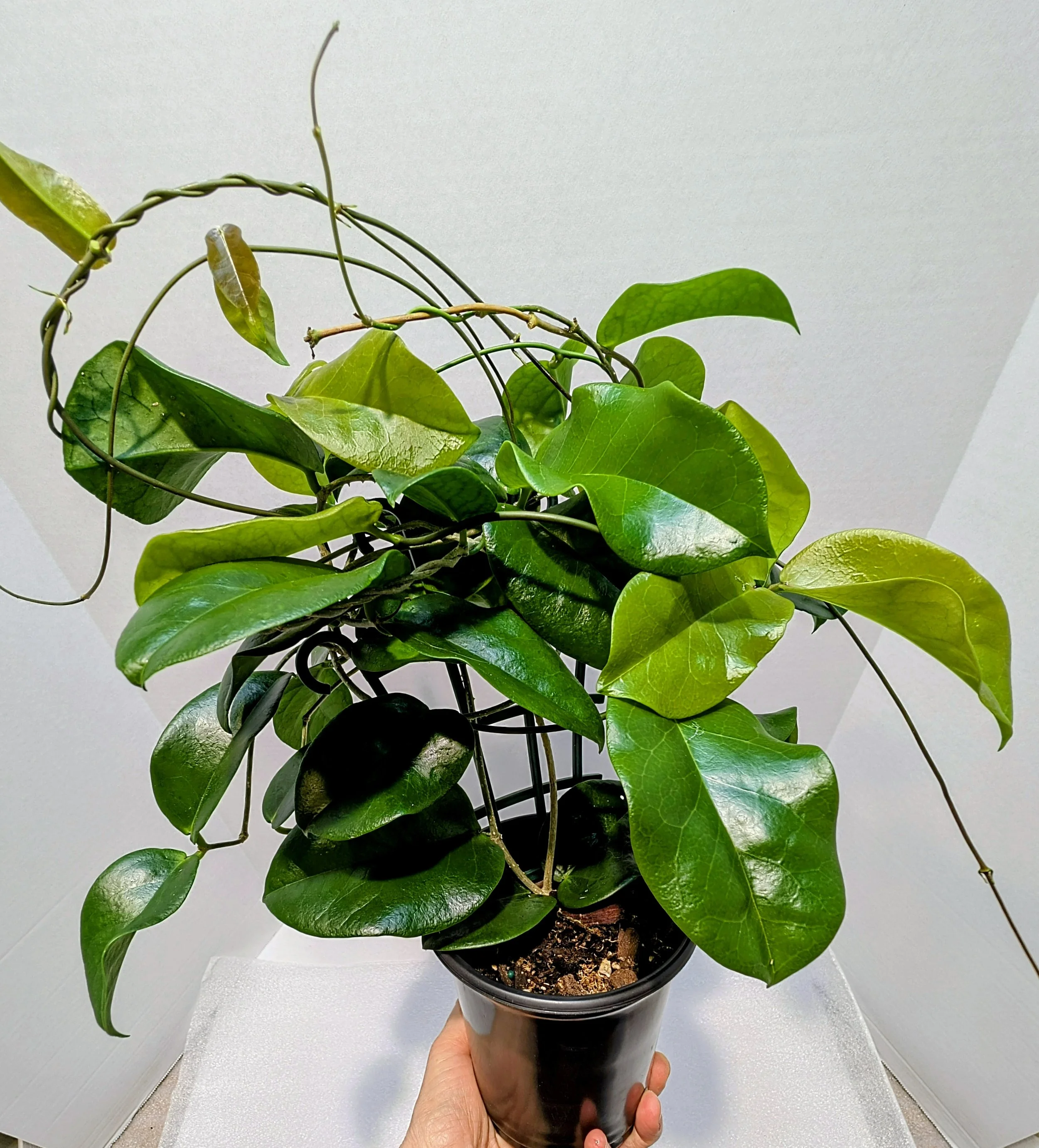 Hoya PNG SV 422 — Girl Run Farm