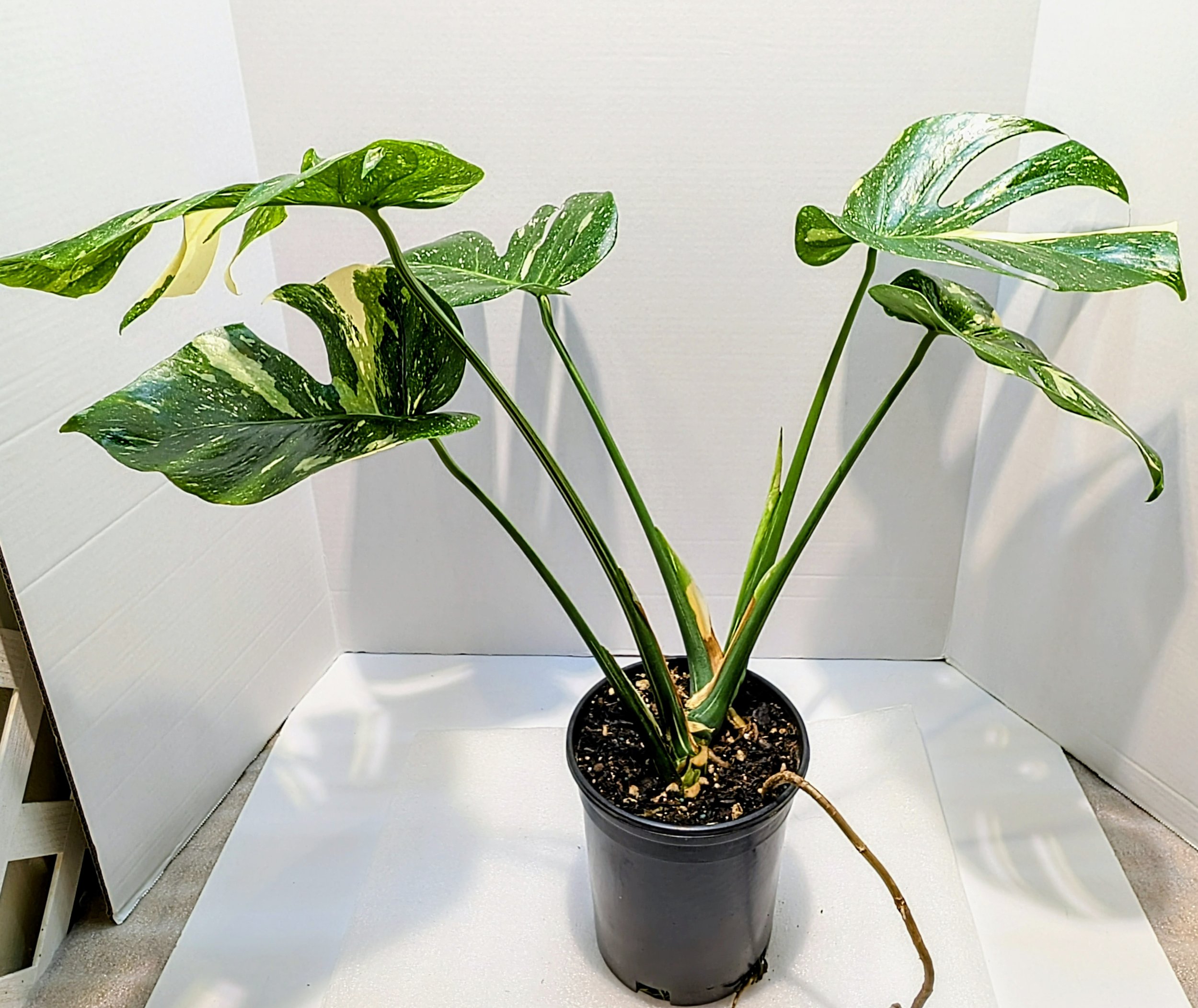 Monstera Thai Constellation very famous Monstera cultivar is a hybrid of Monstera deliciosa and Epipremnum pinnatum. it will still reach 4-5 feet indoors.