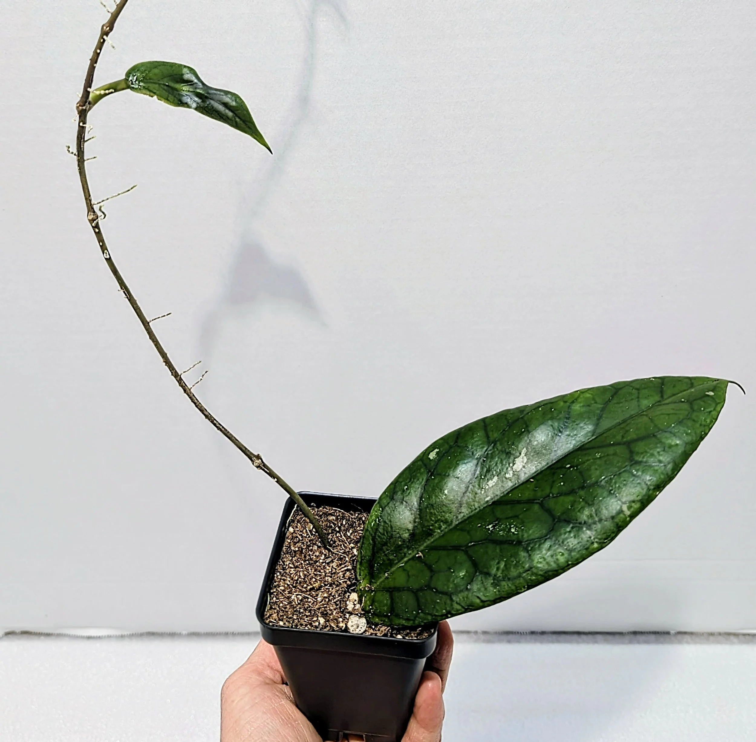 Hoya vitellinoides, a stunning species known for its velvety foliage, vibrant veining, and vigorous climbing habit.