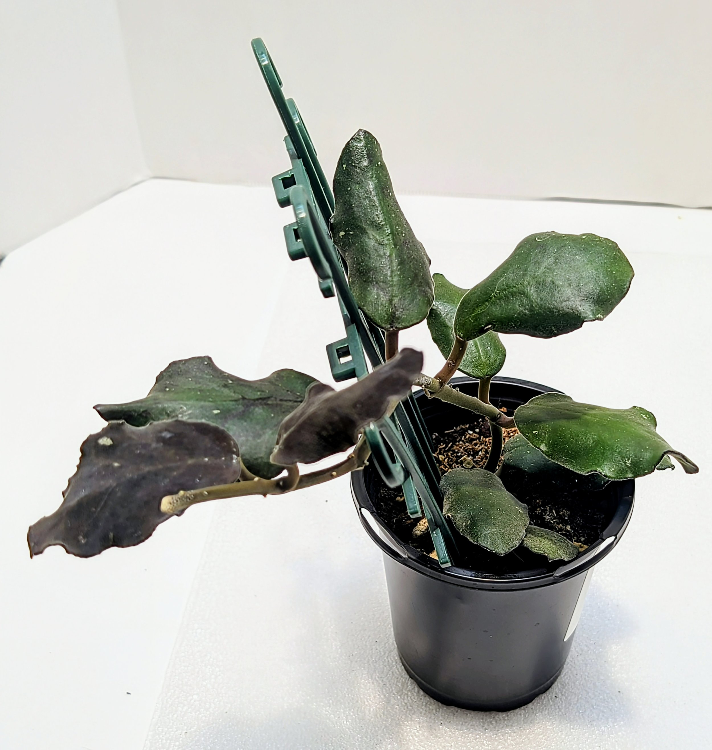 Hoya waymaniae has Thick, wavy leaves take on a reddish hue under bright light. A medium rate grower, Hoya waymaniae matures in 2 to 3 years