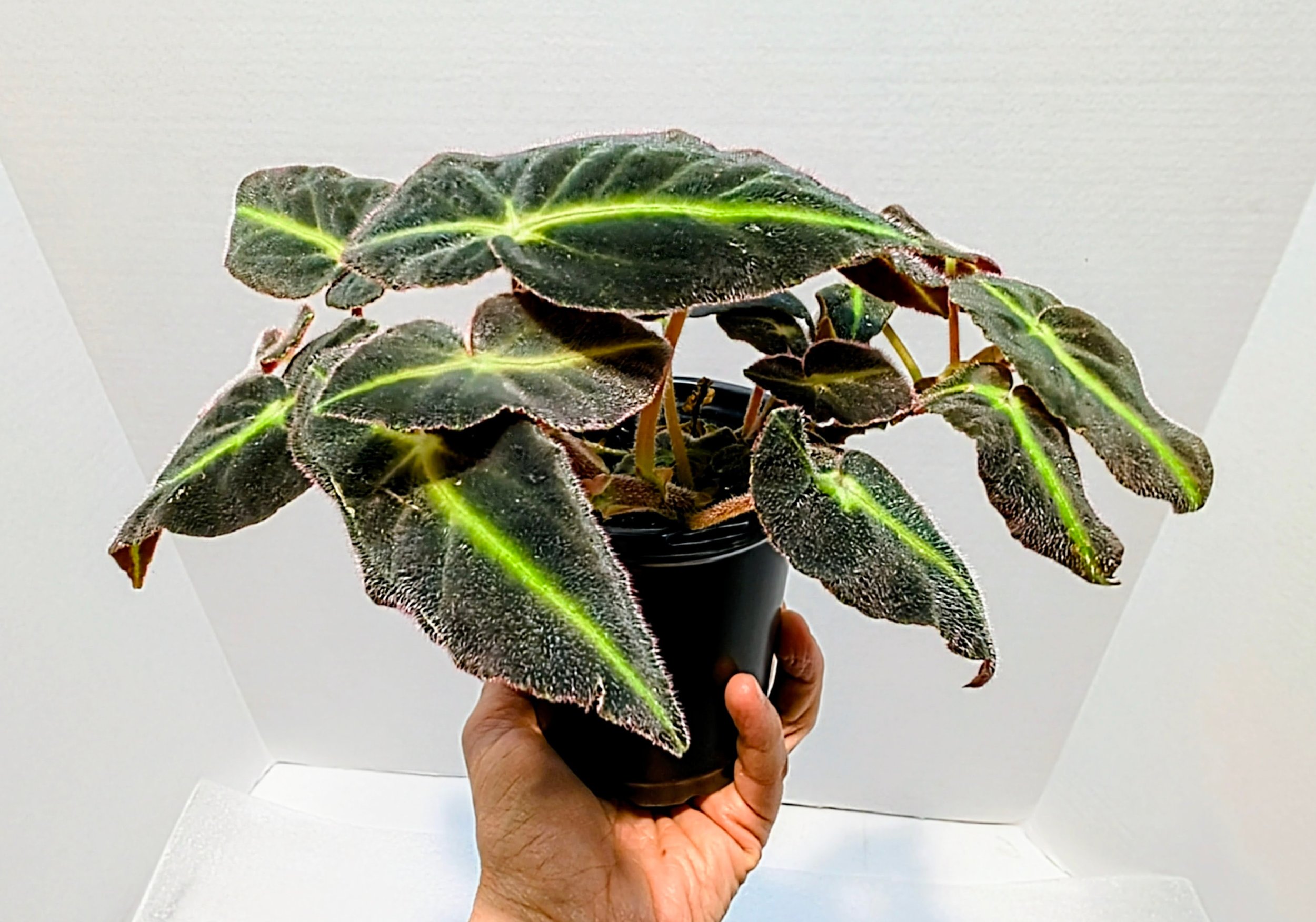 Begonia llistada has velvety leaves with a neon green stripe down the middle! The Striped Begonia is native to Brazil.