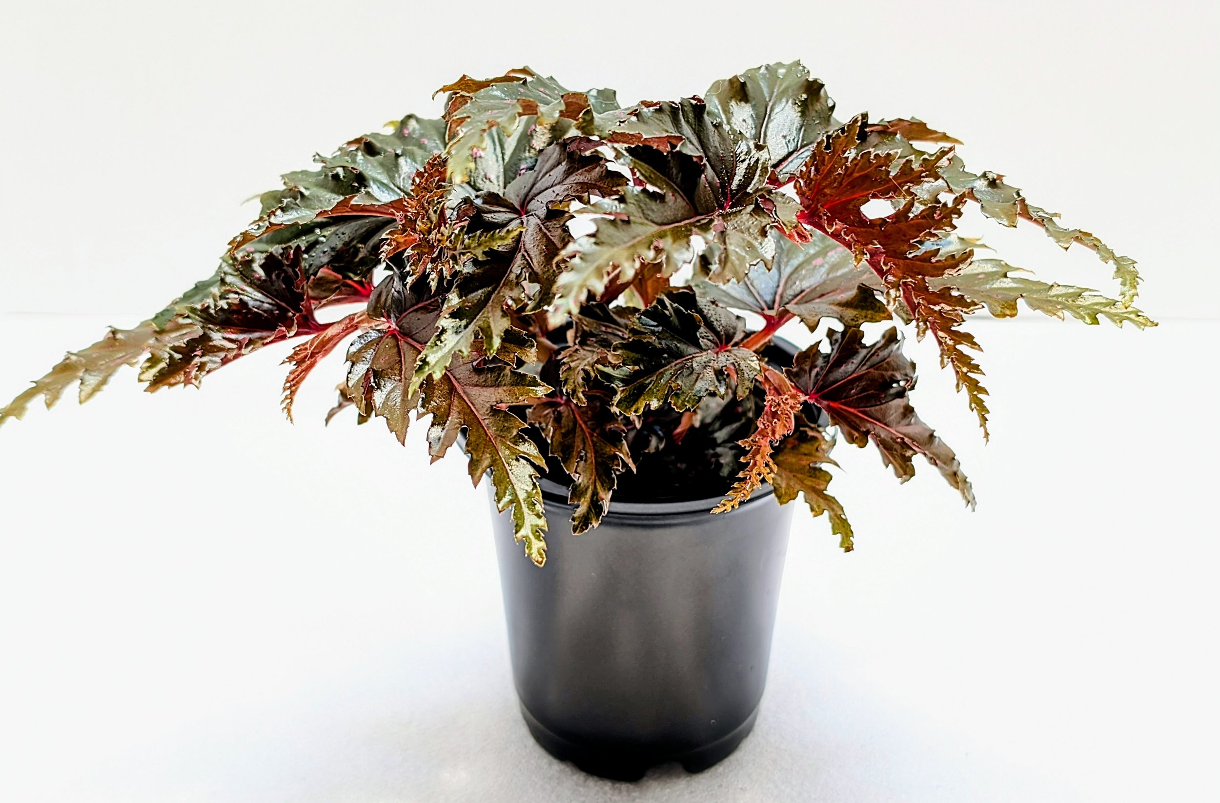 Begonia Jocko Boy is a 2017 Walter Dworkin hybrid. The leaves have pink and silver markings throughout the plant's life. Ruffled edges give this extra flair.