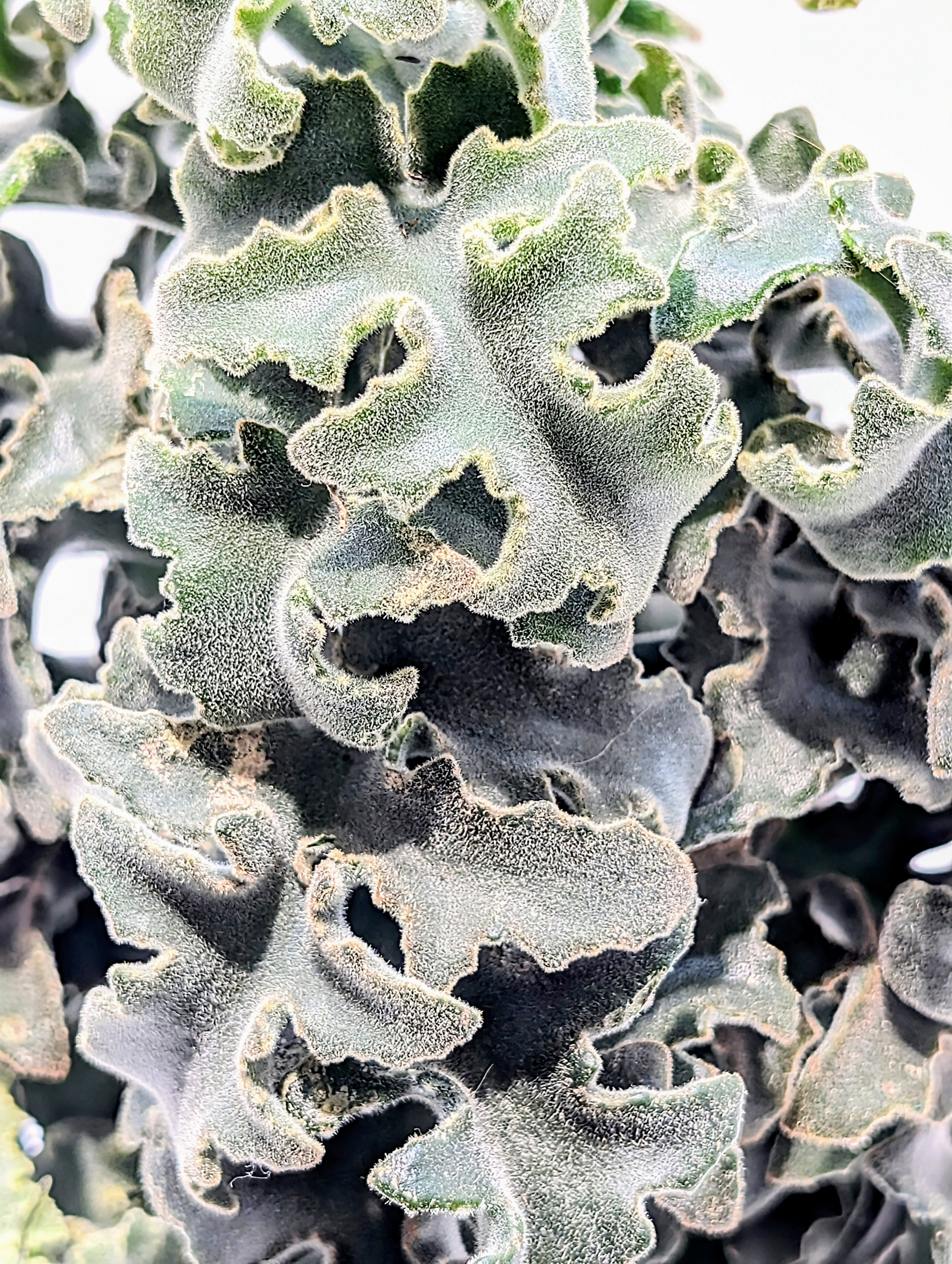 Kalanchoe beharensis is a dramatic specimen with gray, felted leaves that grow together unusually close. Deeply serrated leaves form a compact cluster.