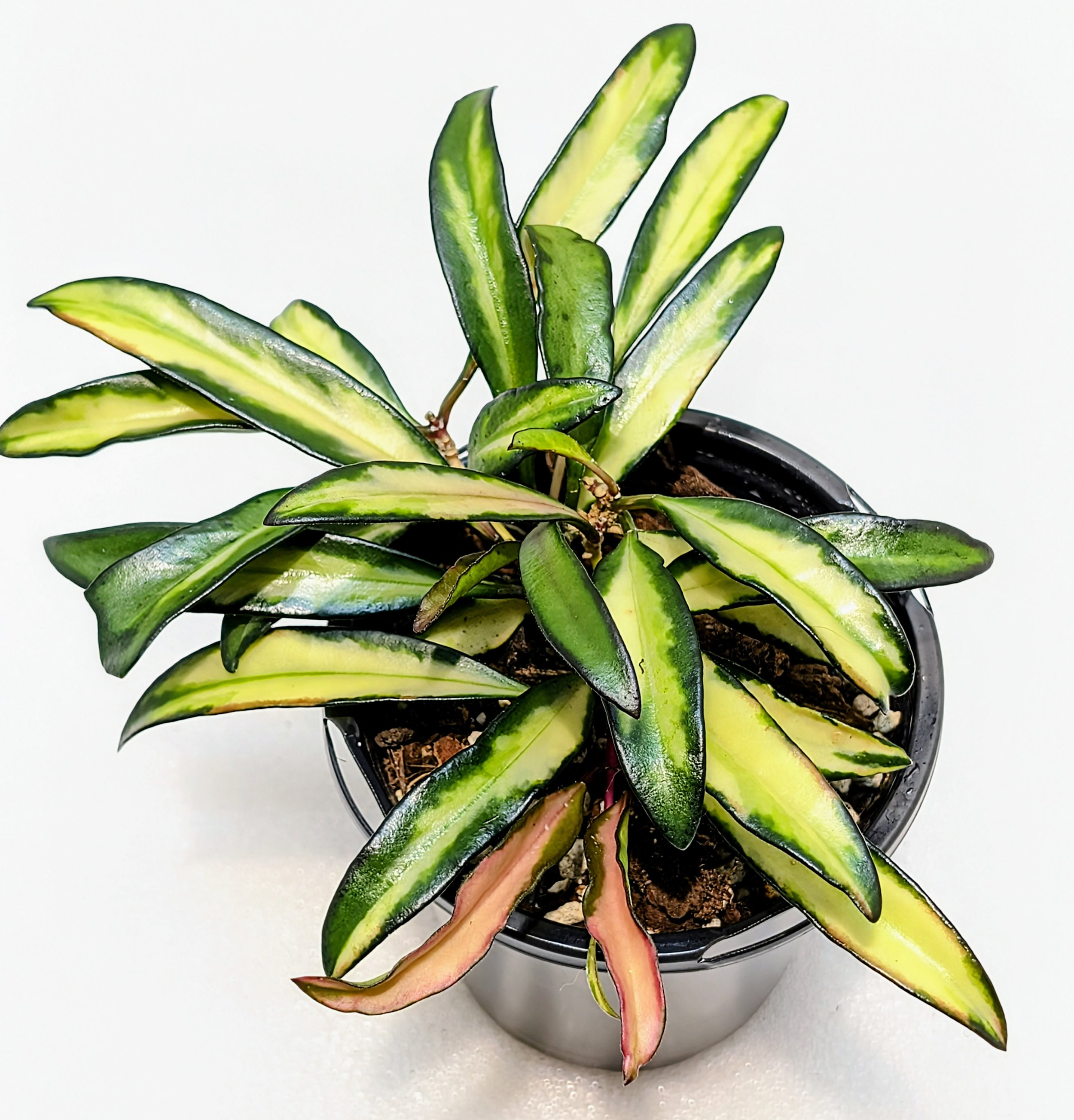 Hoya wayetii variegated has wonderful variegation that grabs attention in a hanging basket or a pot, the colors are so bright and ever-changing as the leaf matures.