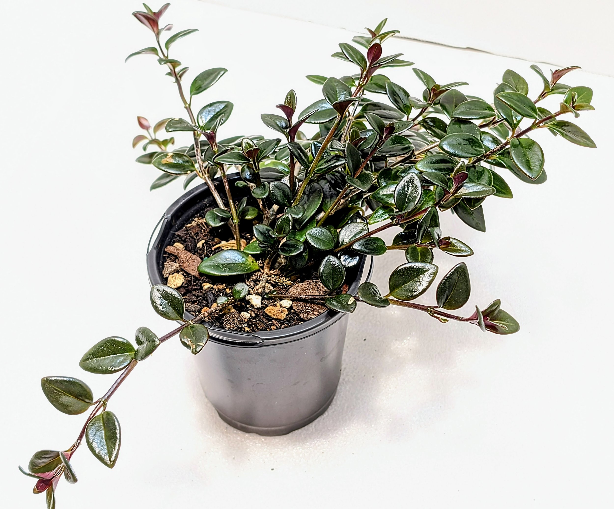Nematanthus hybrid 'Christmas Holly is the perfect candidate for a hanging basket! Orange little goldfish flowers appear in fall and winter.