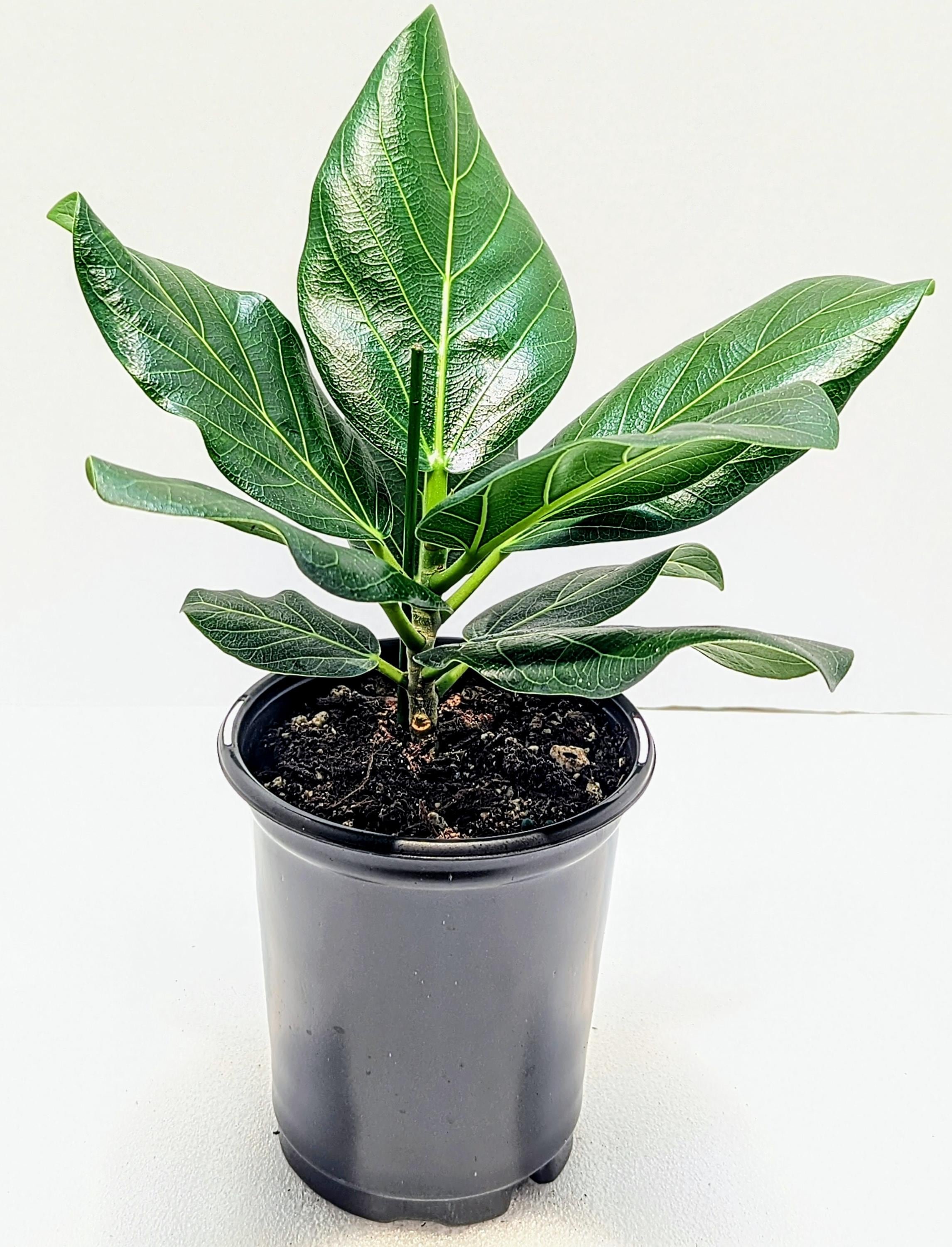 https://i.etsystatic.com/28792645/r/il/0621f0/6438013140/il_fullxfull.6438013140_gskw.jpg