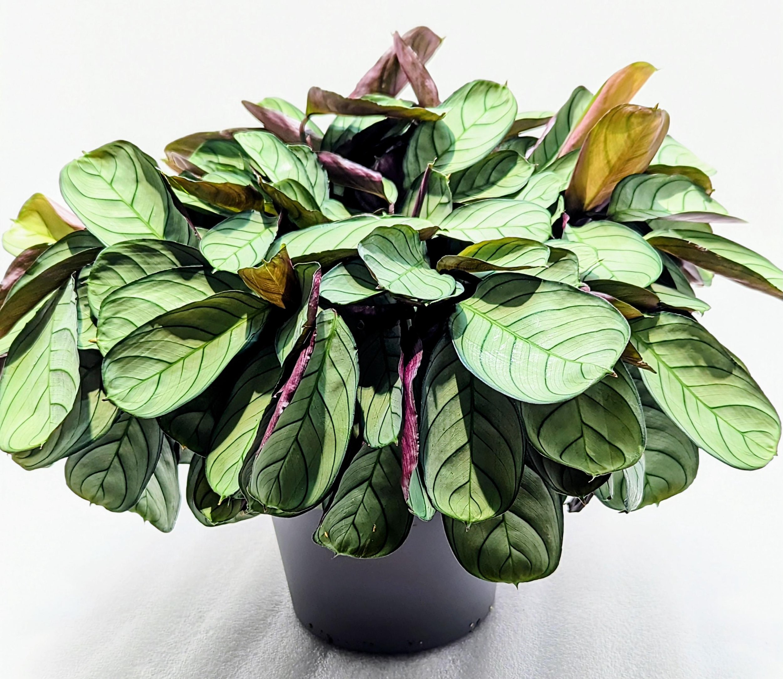 https://i.etsystatic.com/28792645/r/il/29e3ca/6430184596/il_fullxfull.6430184596_onjq.jpg
