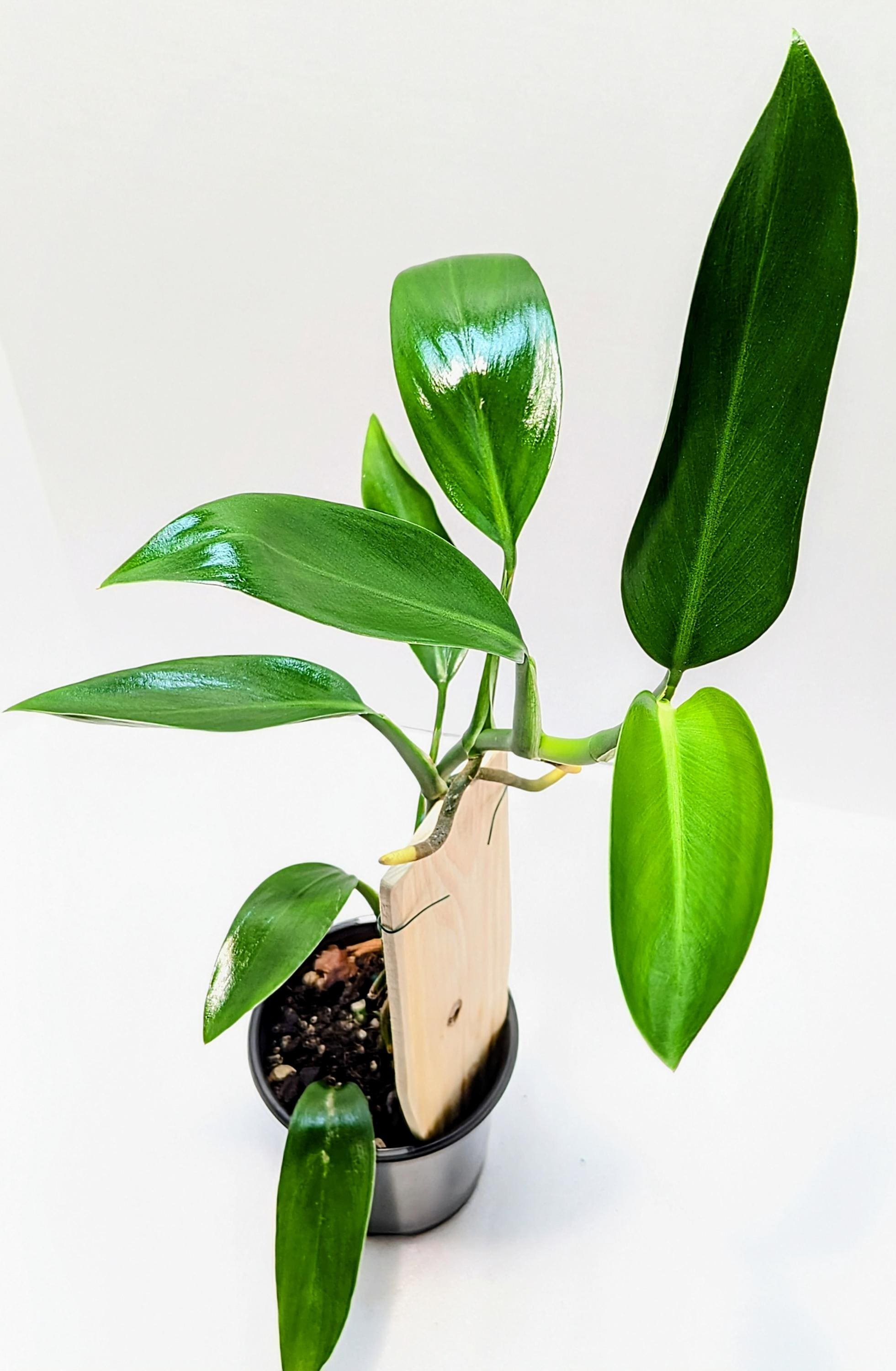 https://i.etsystatic.com/28792645/r/il/bc022a/6481809841/il_fullxfull.6481809841_d4qn.jpg