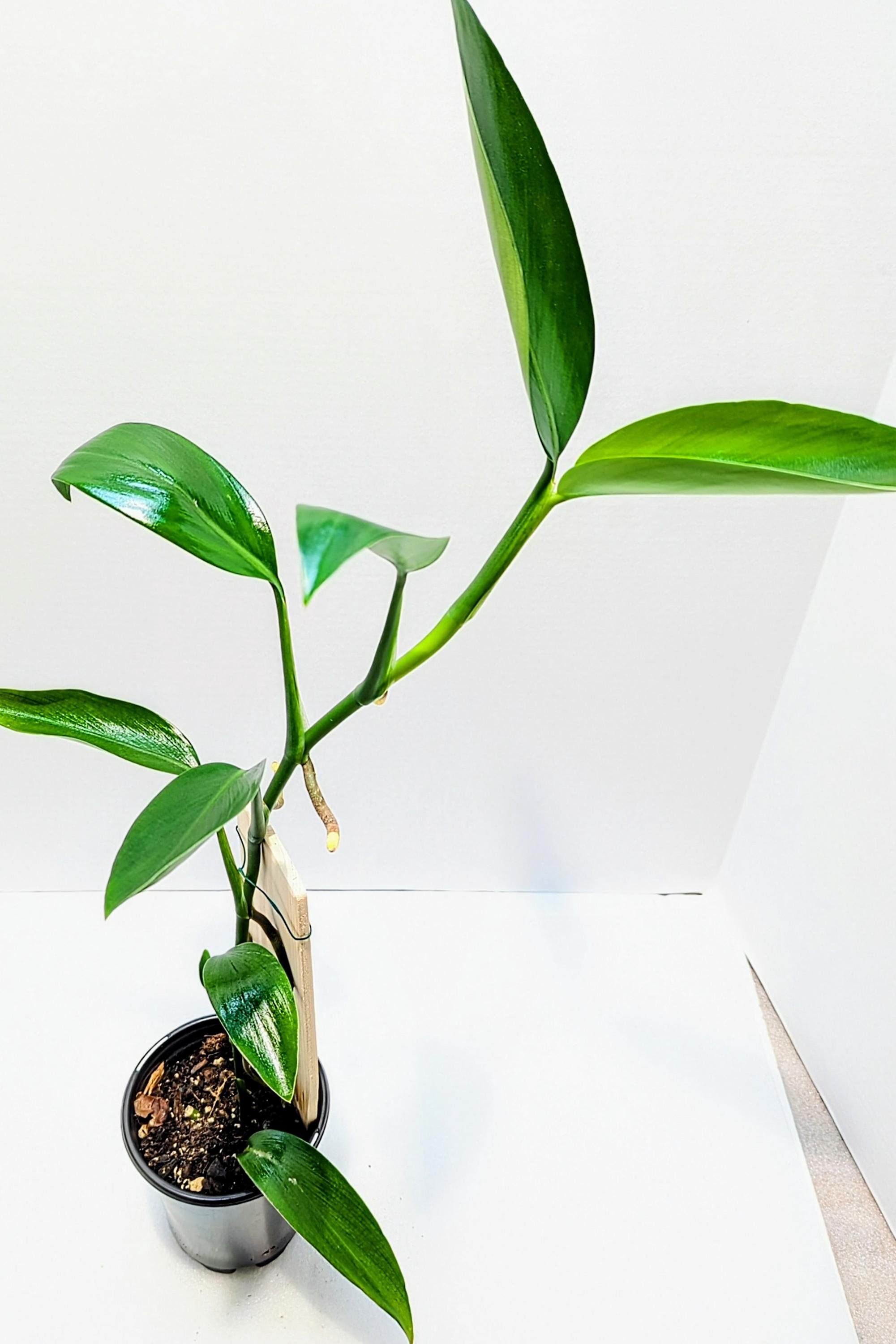 https://i.etsystatic.com/28792645/r/il/b2c3e7/6481807359/il_fullxfull.6481807359_rjhz.jpg