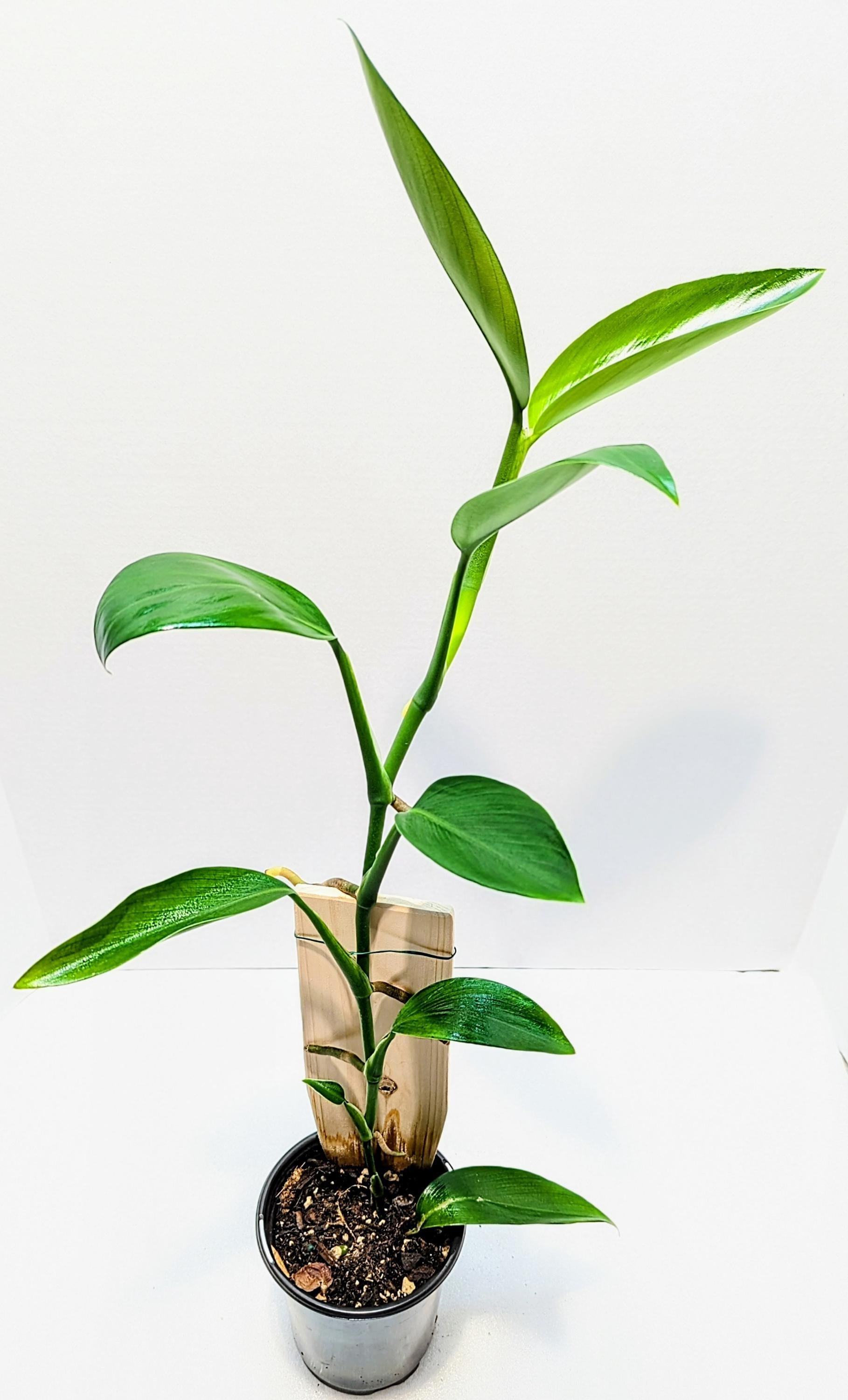 https://i.etsystatic.com/28792645/r/il/ca7bc4/6481807463/il_fullxfull.6481807463_gn3d.jpg
