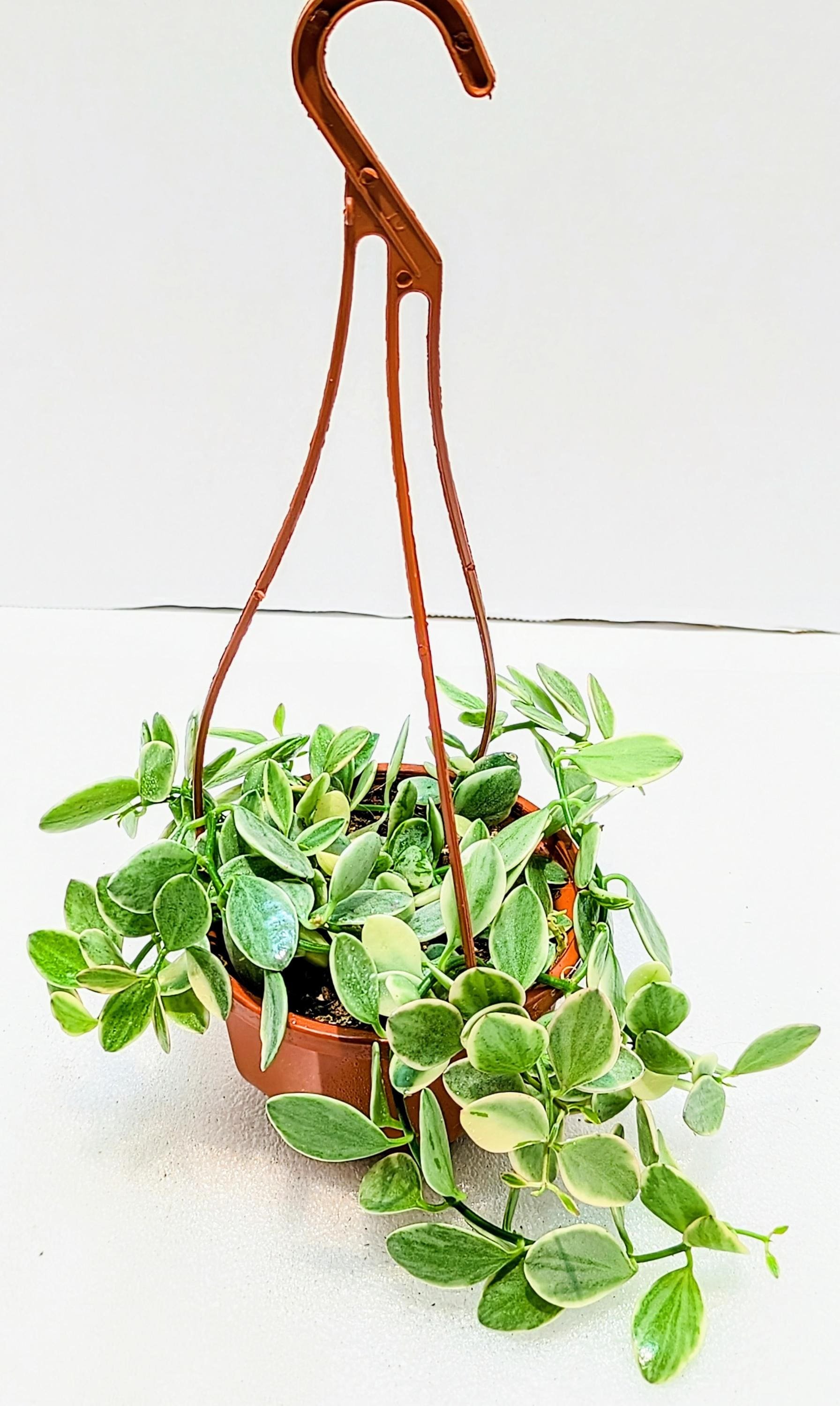 https://i.etsystatic.com/28792645/r/il/ac1fa0/6457409060/il_fullxfull.6457409060_cgxw.jpg