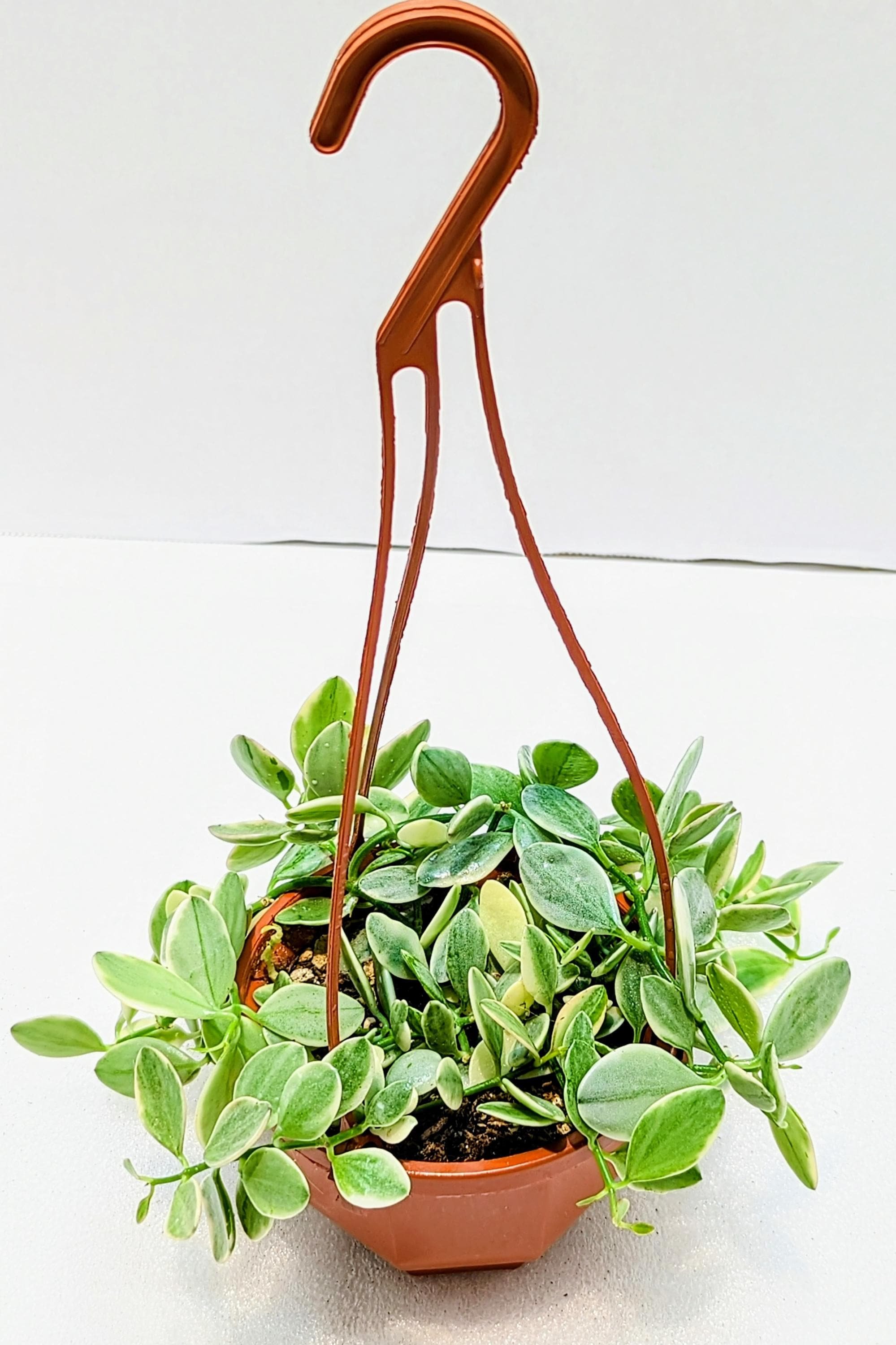 https://i.etsystatic.com/28792645/r/il/583c93/6505511919/il_fullxfull.6505511919_cufb.jpg