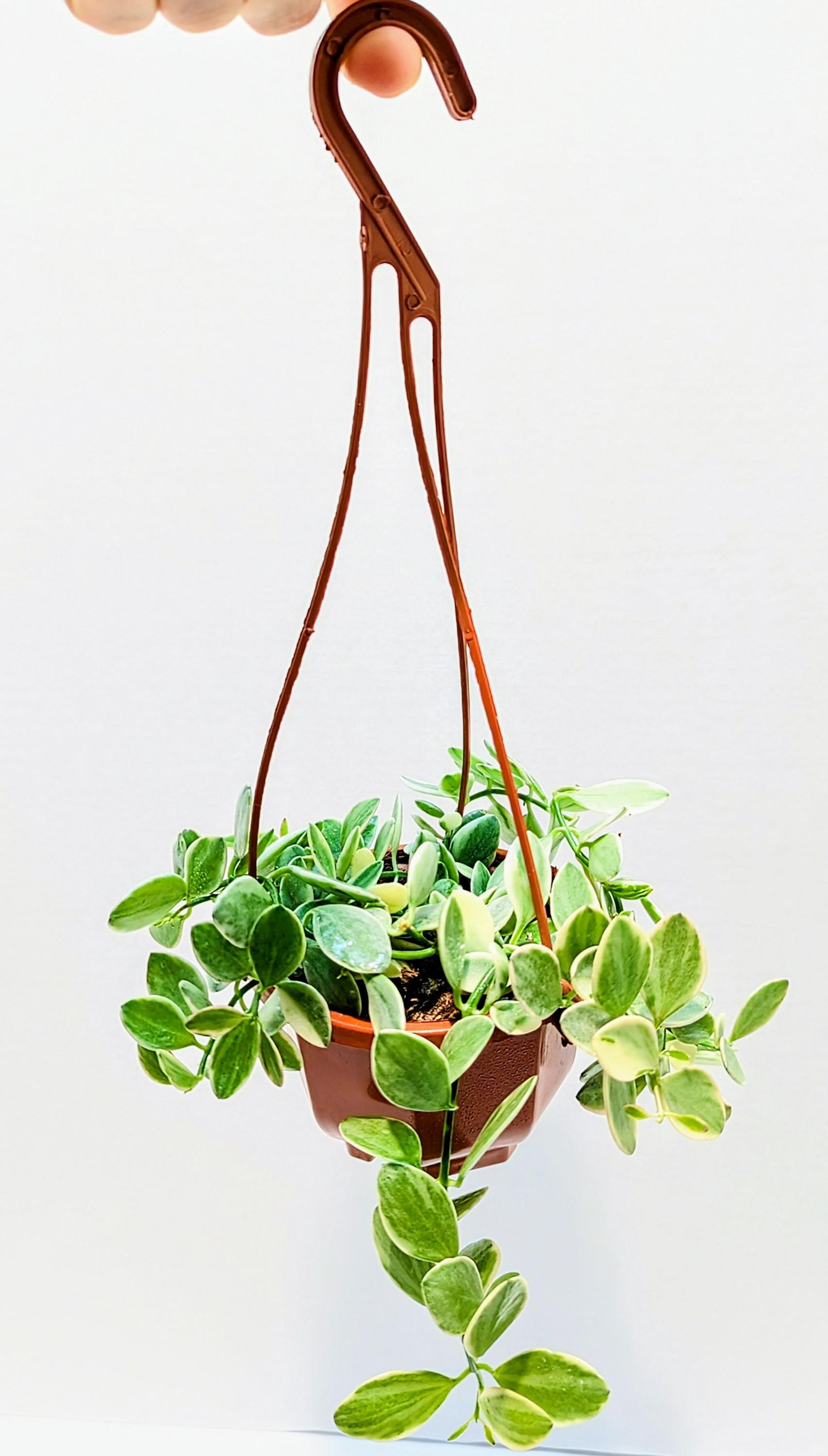 https://i.etsystatic.com/28792645/r/il/44197e/6457409554/il_fullxfull.6457409554_rx06.jpg