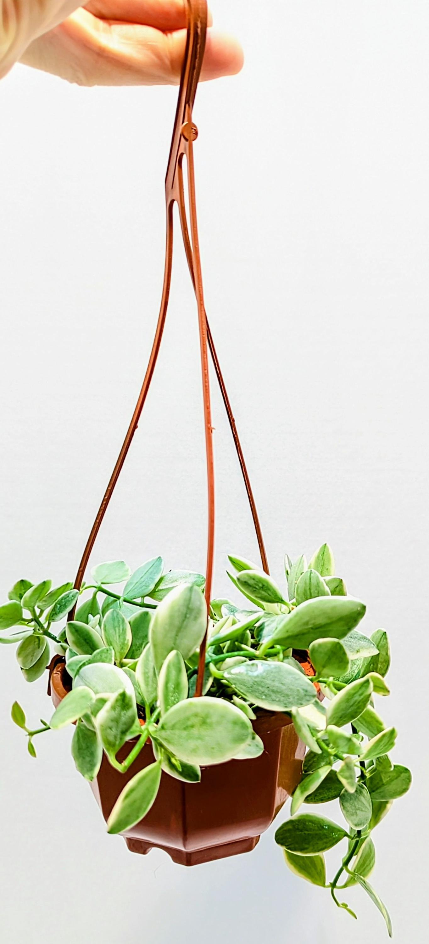 https://i.etsystatic.com/28792645/r/il/a3a2f2/6505512255/il_fullxfull.6505512255_5n85.jpg