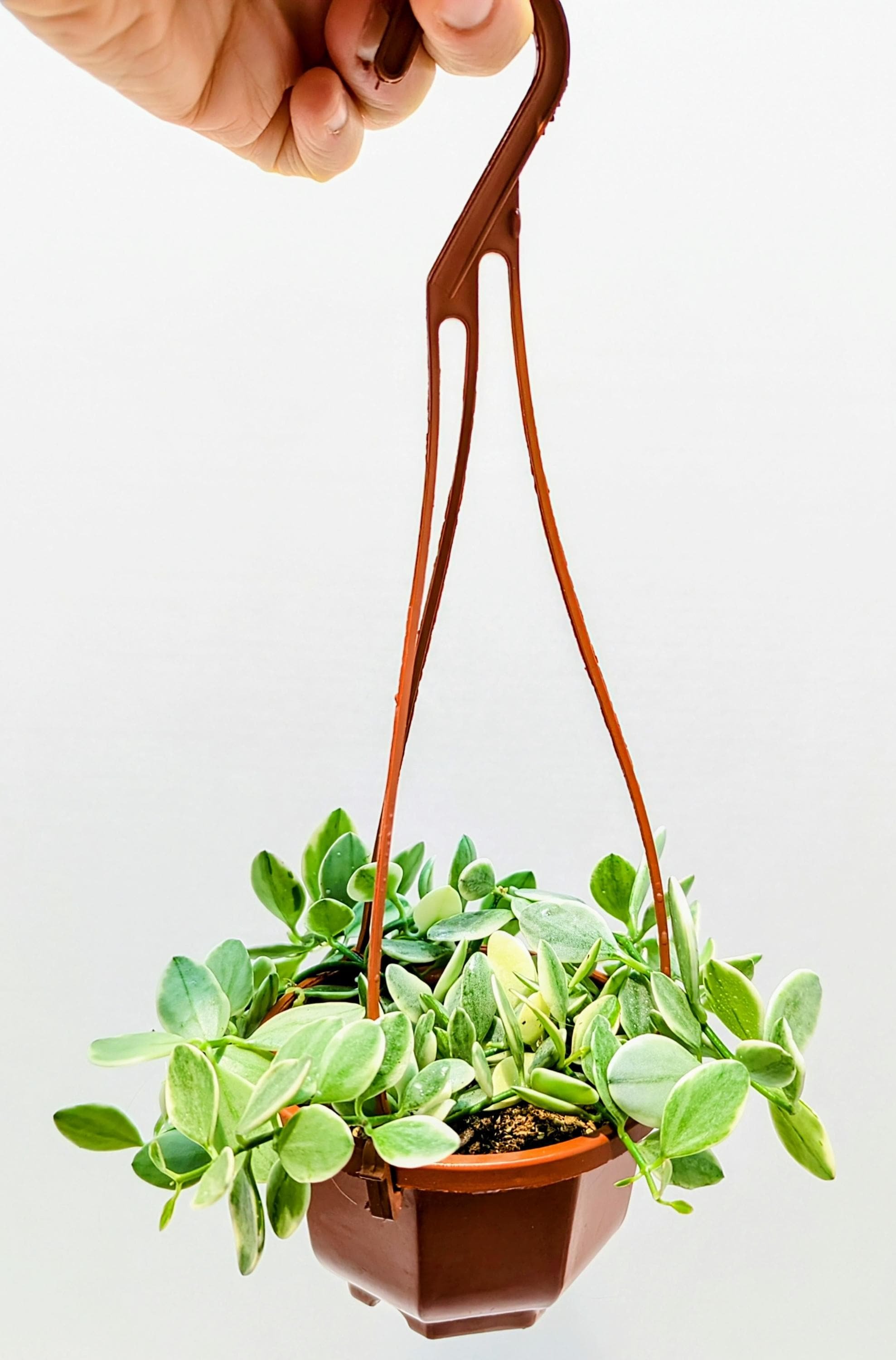 https://i.etsystatic.com/28792645/r/il/02d20c/6457409730/il_fullxfull.6457409730_ghzw.jpg