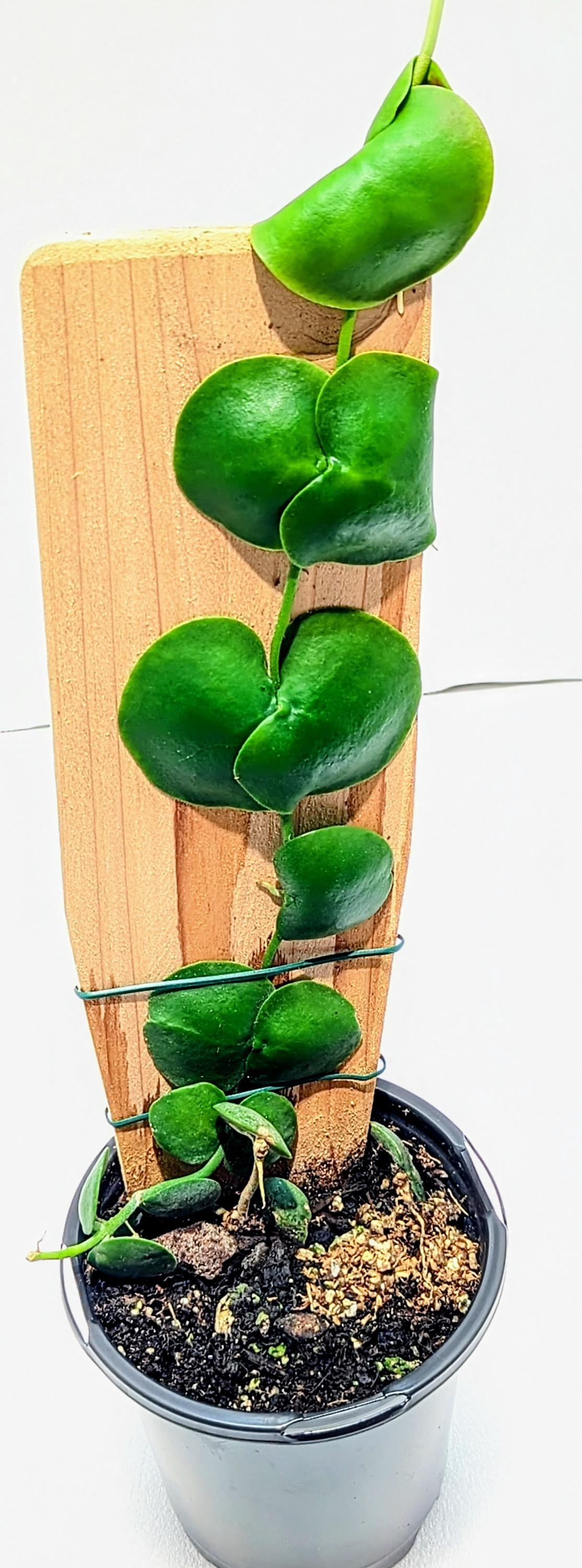 https://i.etsystatic.com/28792645/r/il/a135ba/6394838905/il_fullxfull.6394838905_fses.jpg