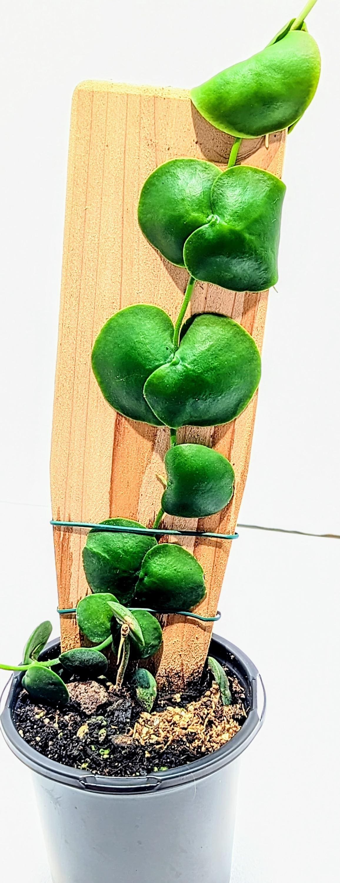 https://i.etsystatic.com/28792645/r/il/a54a88/6394838949/il_fullxfull.6394838949_k5x2.jpg