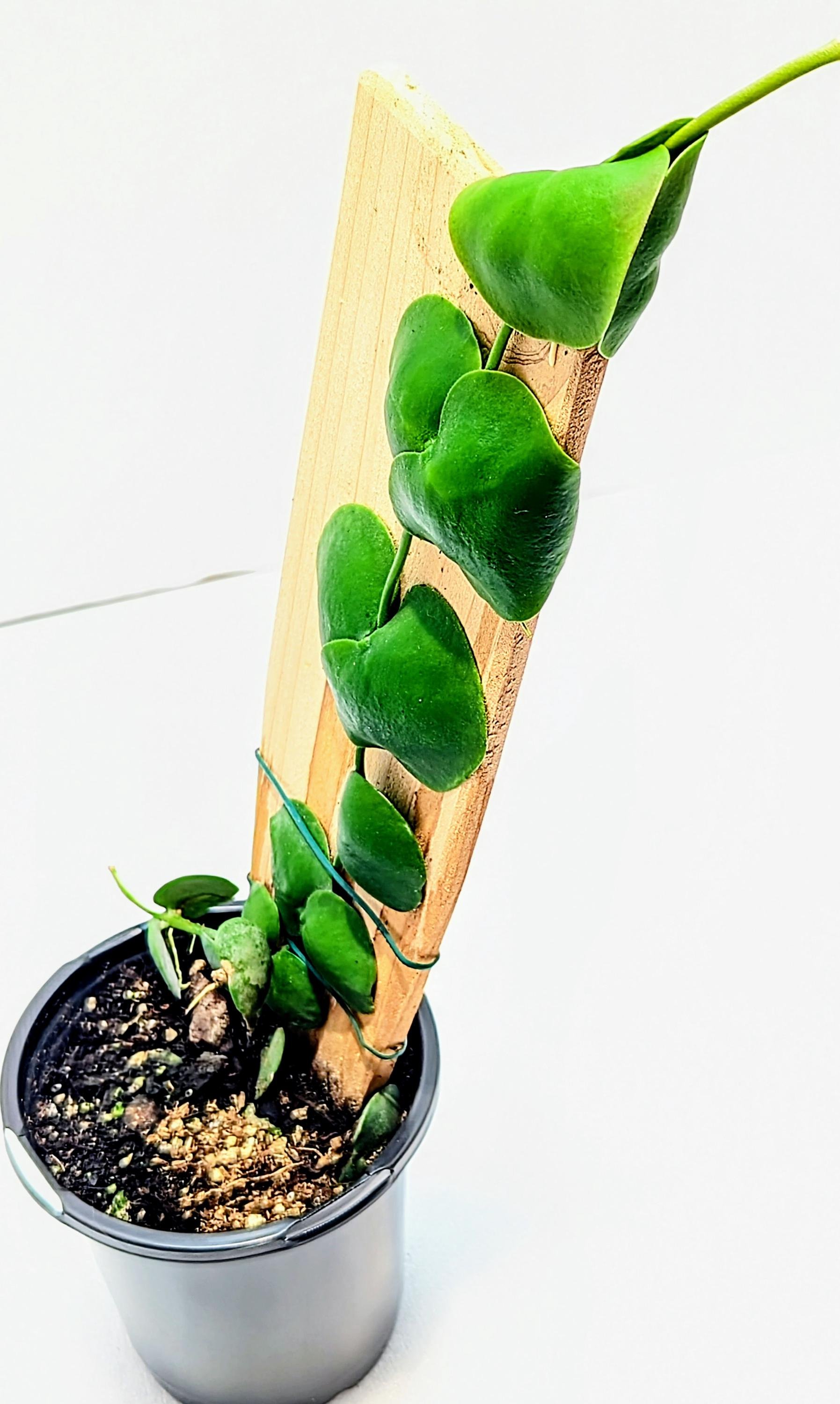 https://i.etsystatic.com/28792645/r/il/a8814f/6346759684/il_fullxfull.6346759684_mda7.jpg