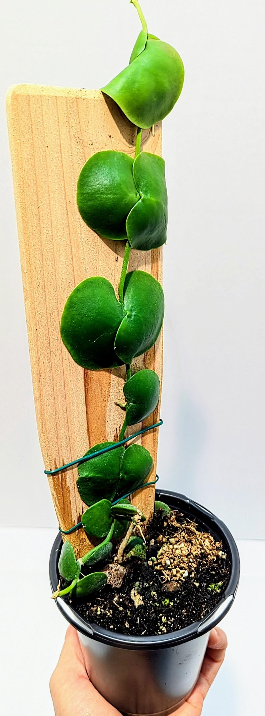 https://i.etsystatic.com/28792645/r/il/a7fe32/6346760006/il_fullxfull.6346760006_hq3e.jpg