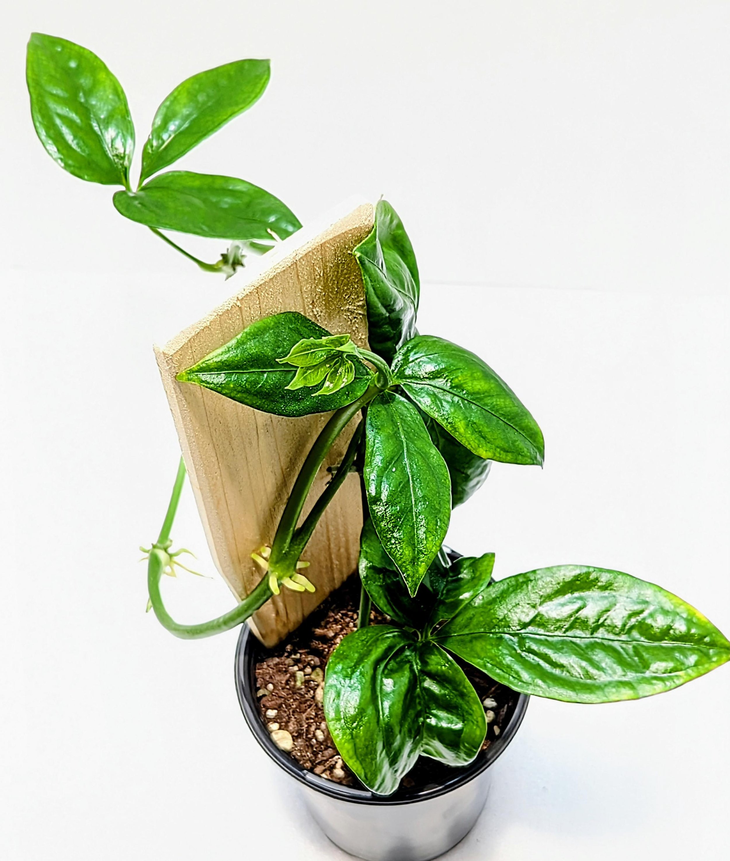 Anthurium pentaphyllum is an epiphytic subshrub that grows primarily in the wet tropical regions from Mexico to Colombia. Palmate leaves have 5 sometimes 7 to 9 leaflets