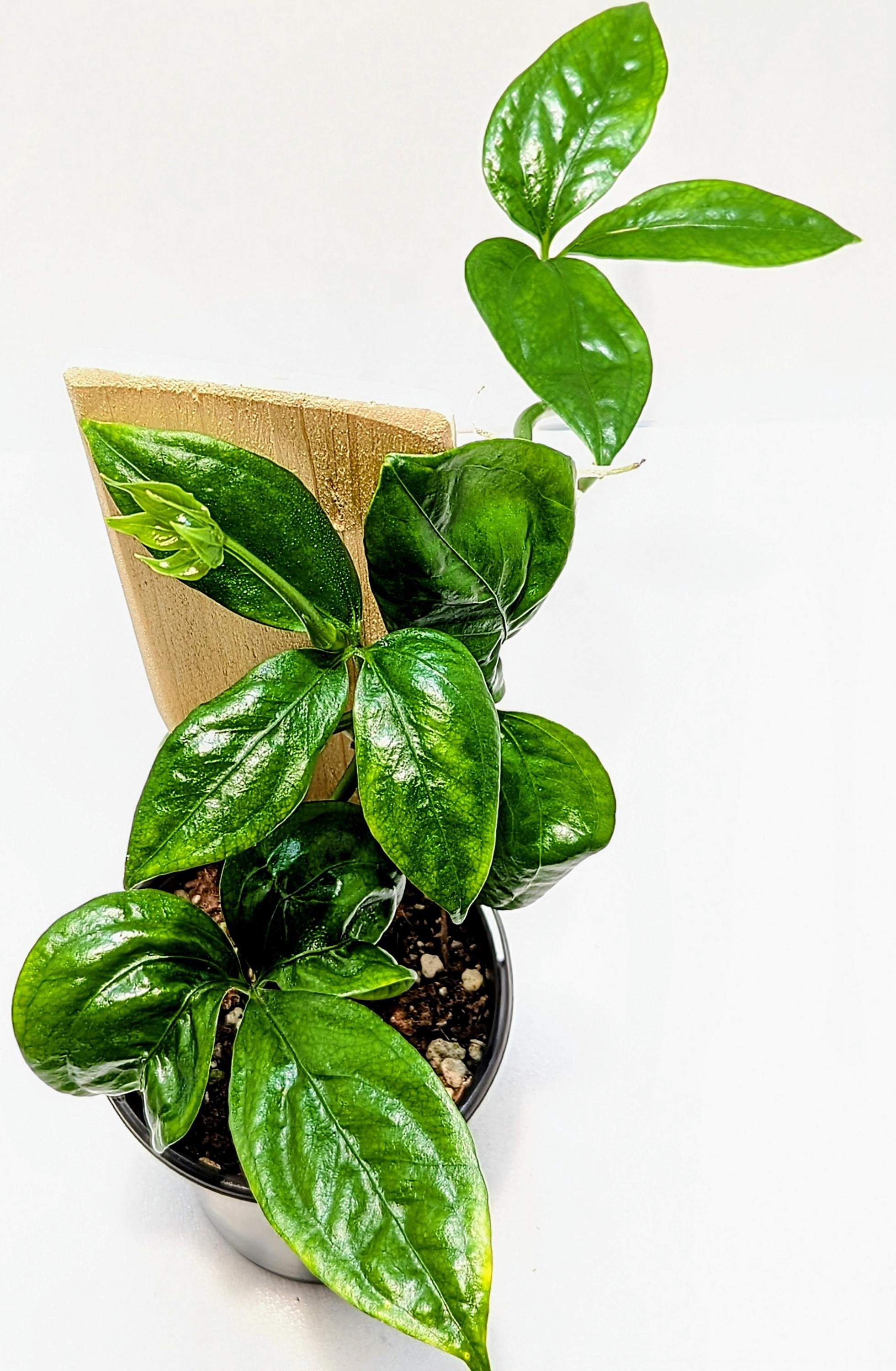 Anthurium pentaphyllum is an epiphytic subshrub that grows primarily in the wet tropical regions from Mexico to Colombia. Palmate leaves have 5 sometimes 7 to 9 leaflets