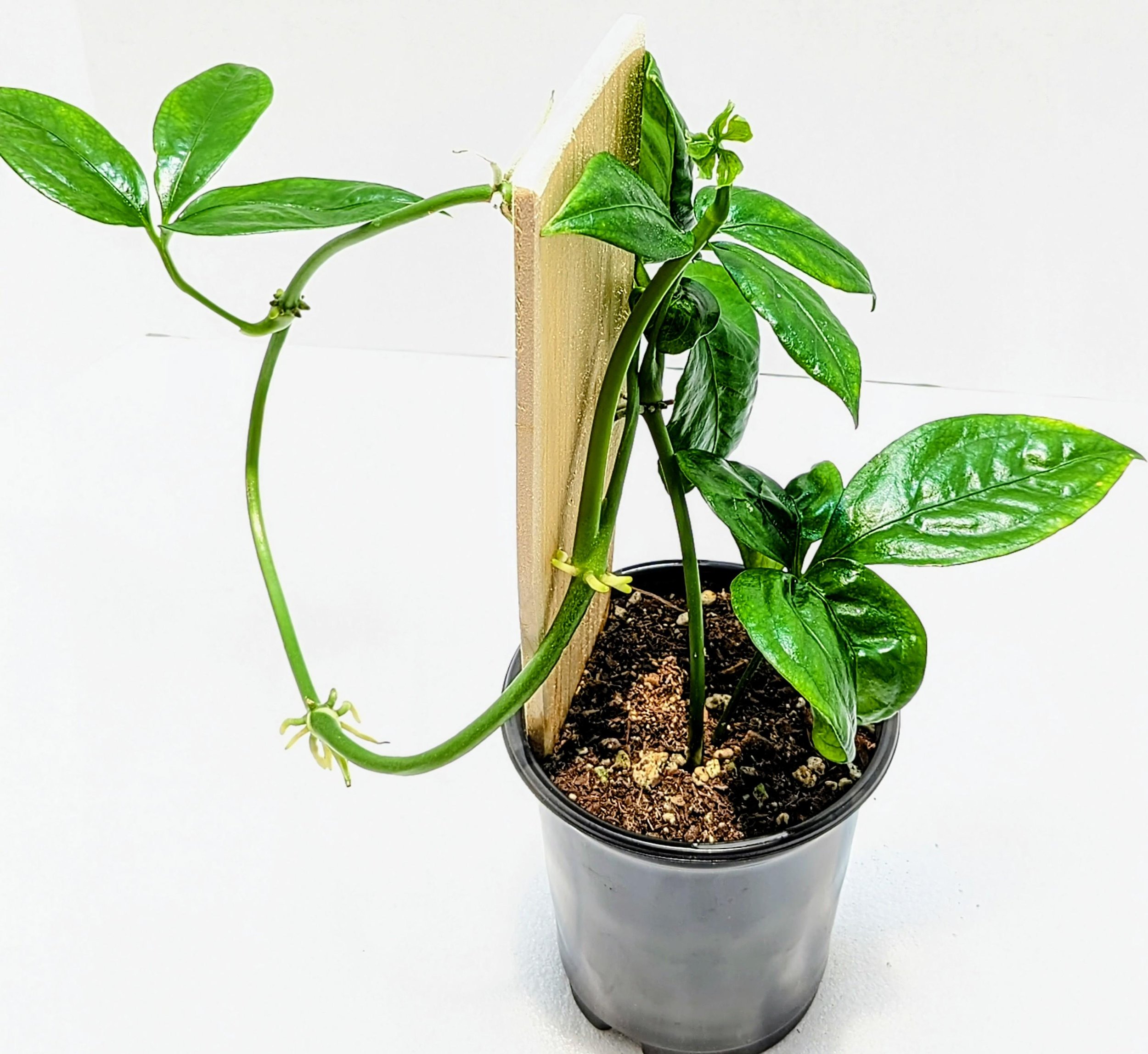 Anthurium pentaphyllum is an epiphytic subshrub that grows primarily in the wet tropical regions from Mexico to Colombia. Palmate leaves have 5 sometimes 7 to 9 leaflets