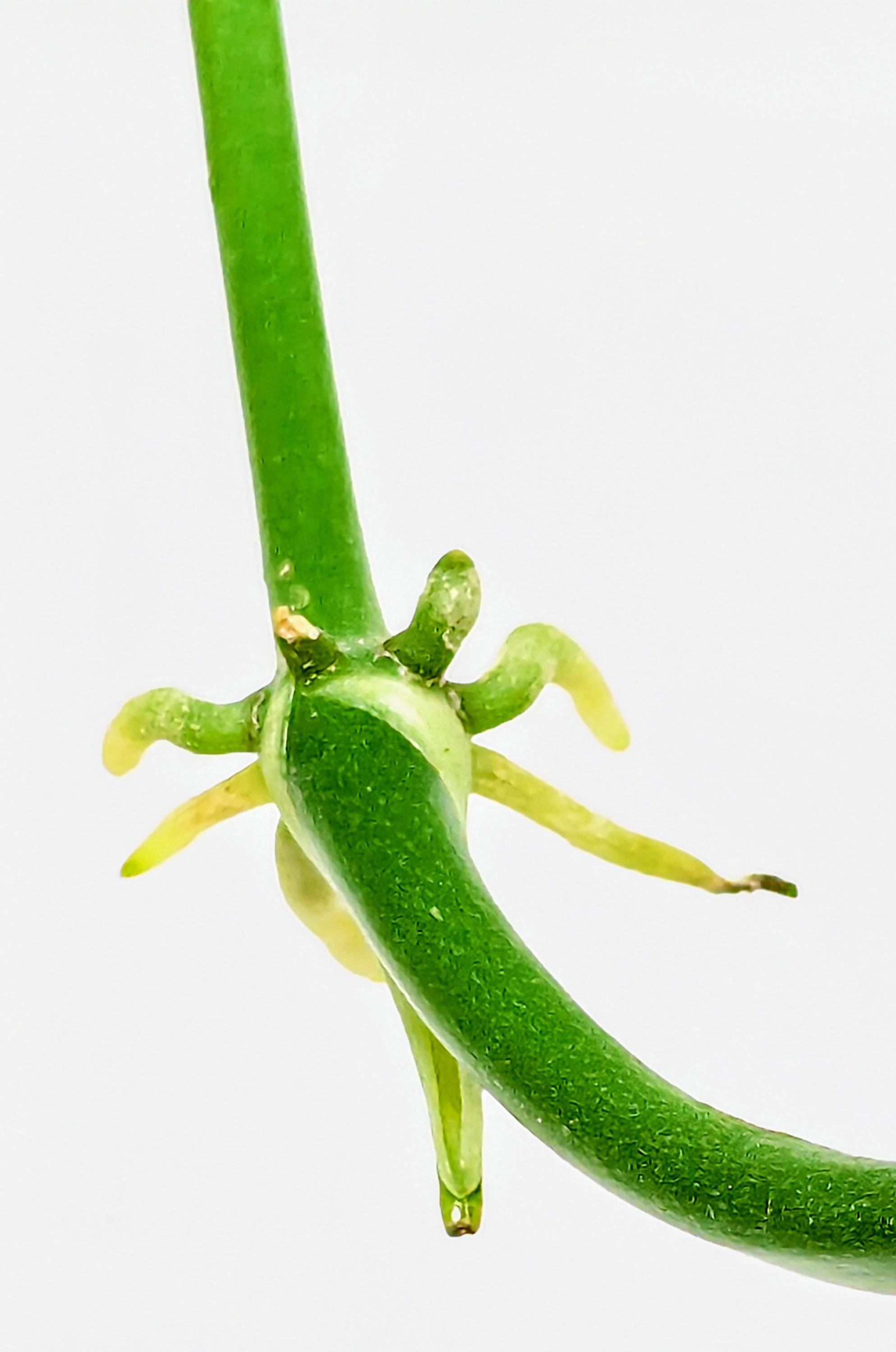 Anthurium pentaphyllum is an epiphytic subshrub that grows primarily in the wet tropical regions from Mexico to Colombia. Palmate leaves have 5 sometimes 7 to 9 leaflets